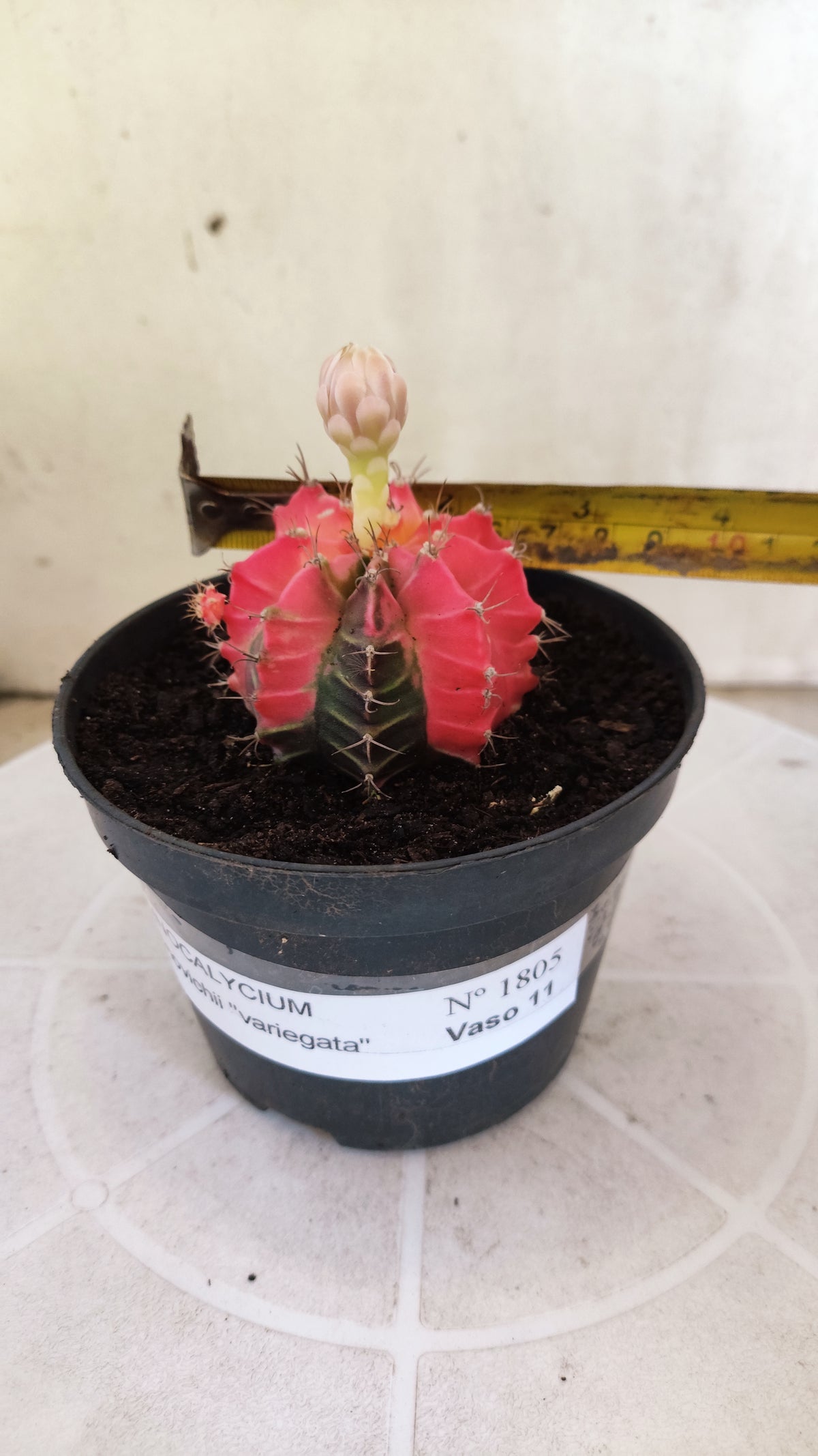 GYMNOCALYCIUM Mihanovichii Variegata Nº 1805 – vaso 11