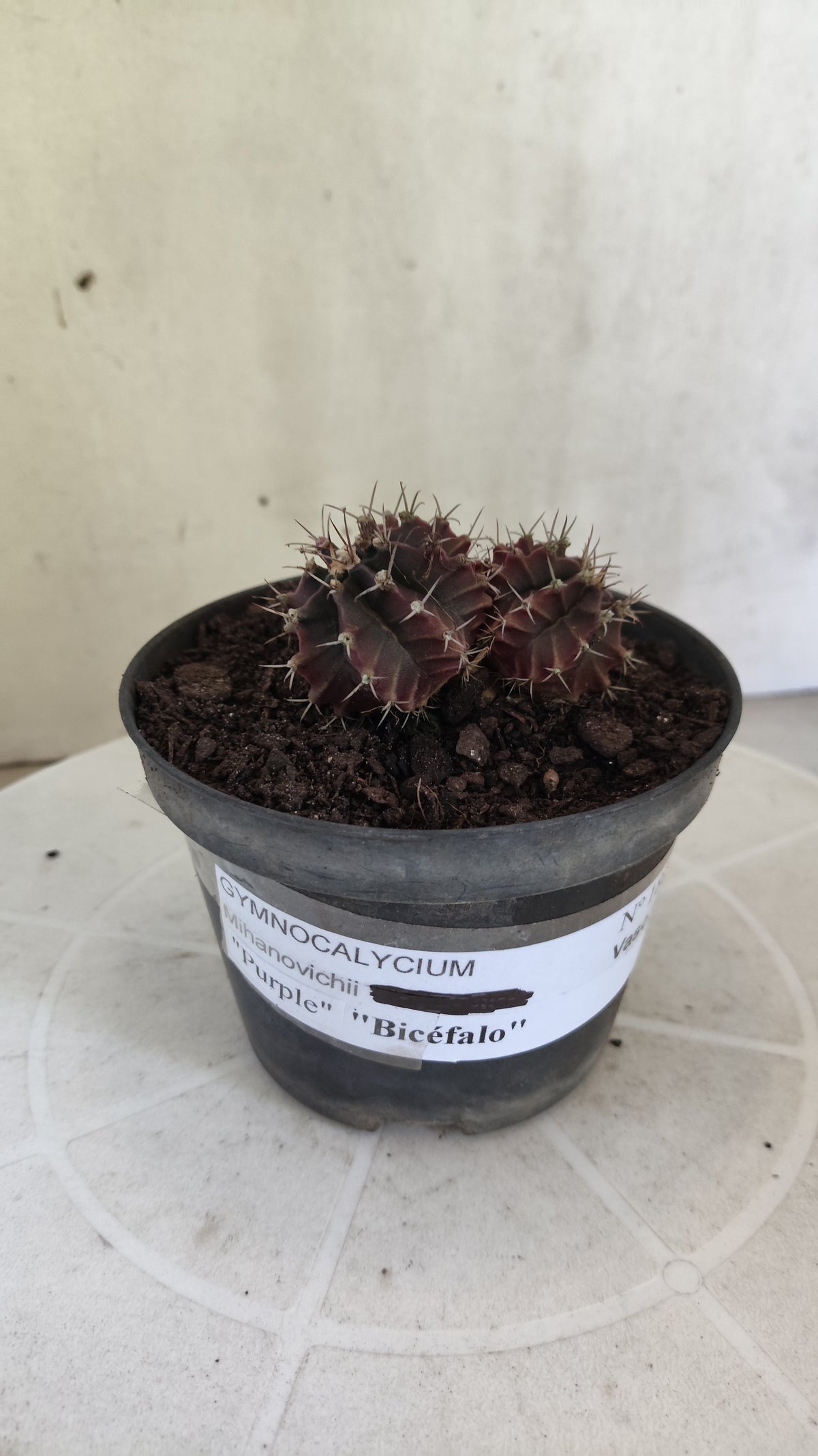 Gymnocalycium Mihanovichii “Purple - Bicéfalo” Nº 1806 – vaso 11