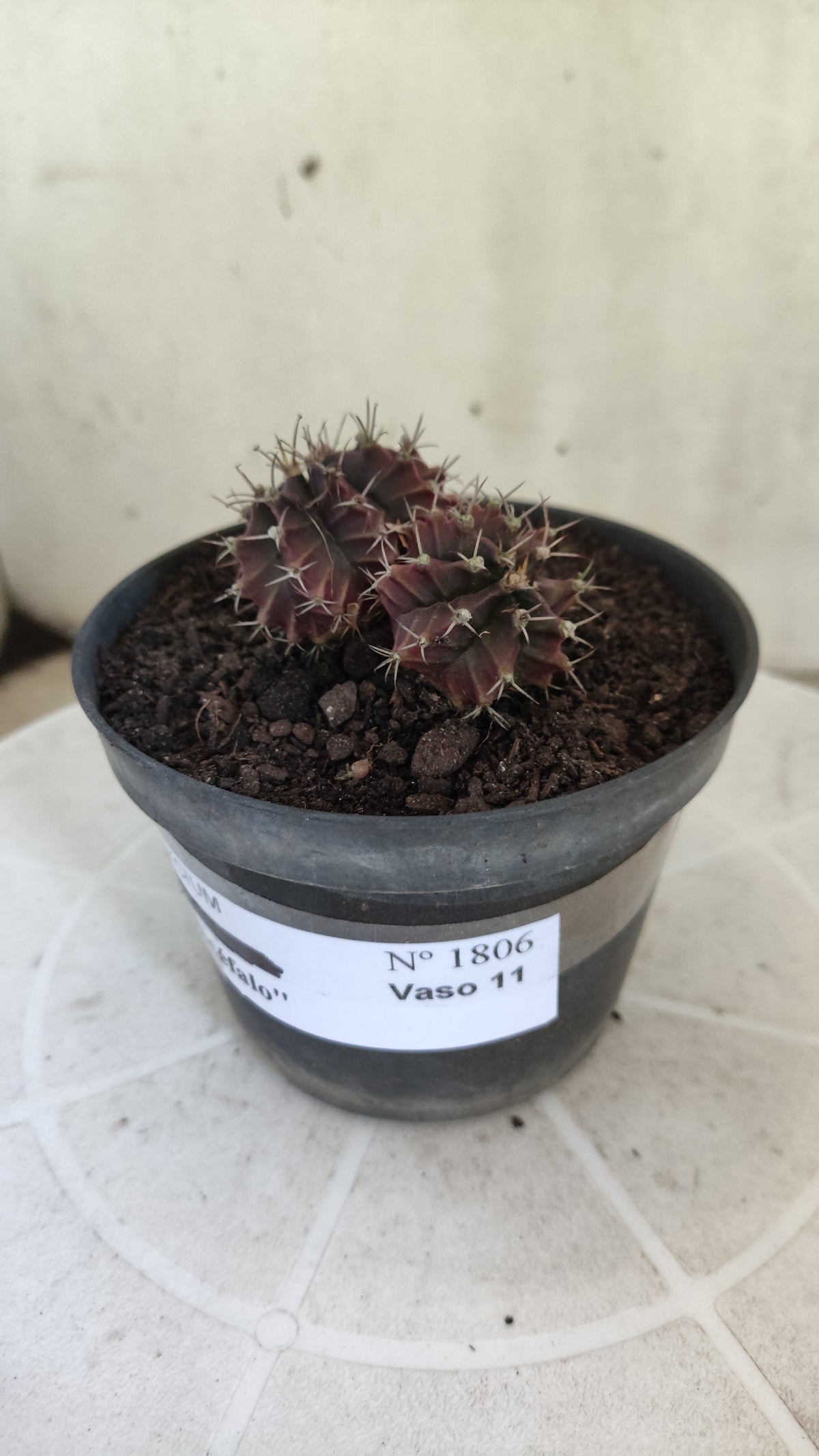 Gymnocalycium Mihanovichii “Purple - Bicéfalo” Nº 1806 – vaso 11
