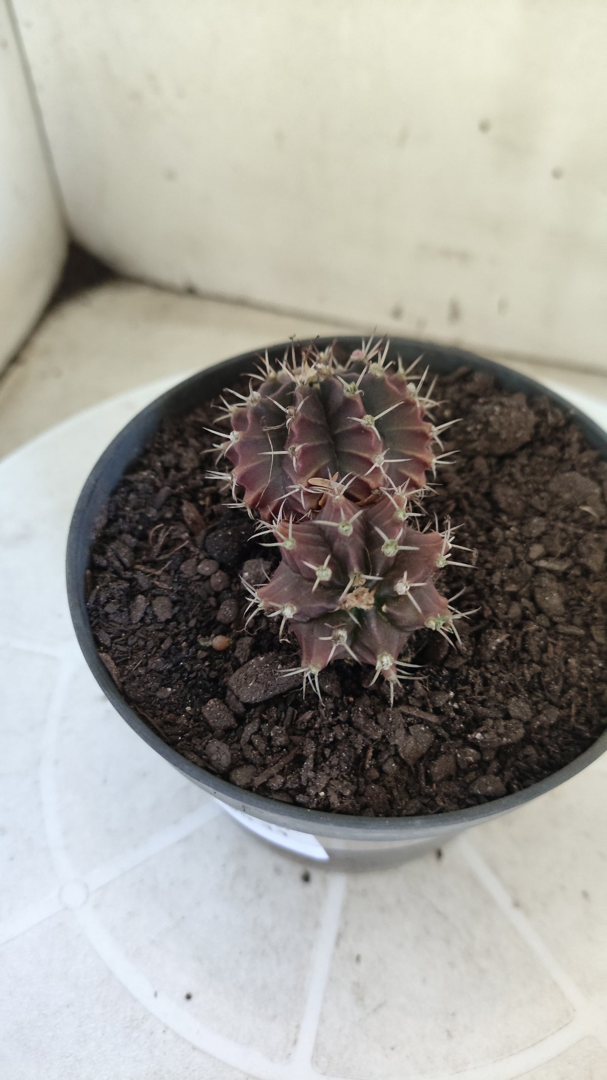 Gymnocalycium Mihanovichii “Purple - Bicéfalo” Nº 1806 – vaso 11