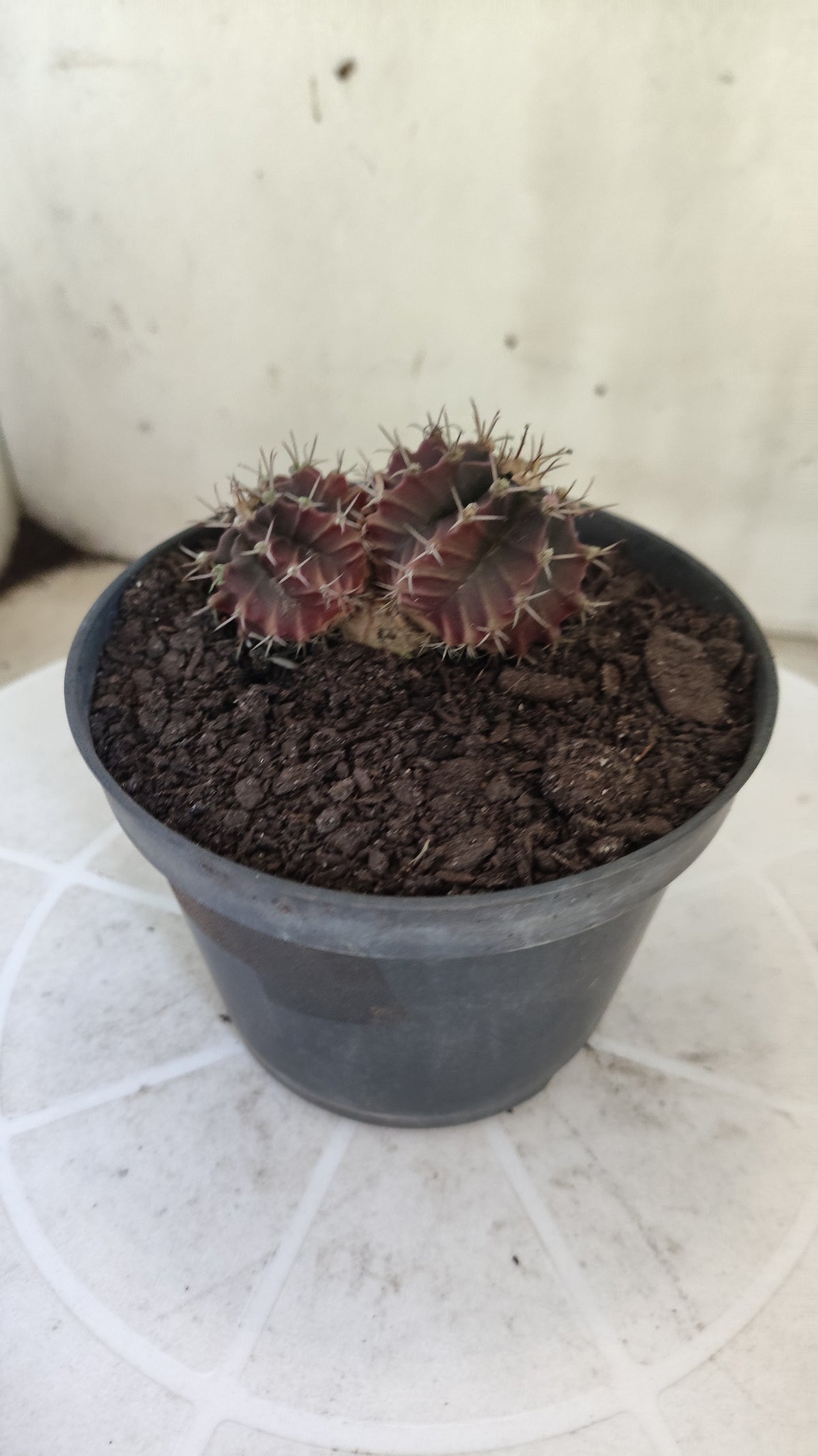 Gymnocalycium Mihanovichii “Purple - Bicéfalo” Nº 1806 – vaso 11