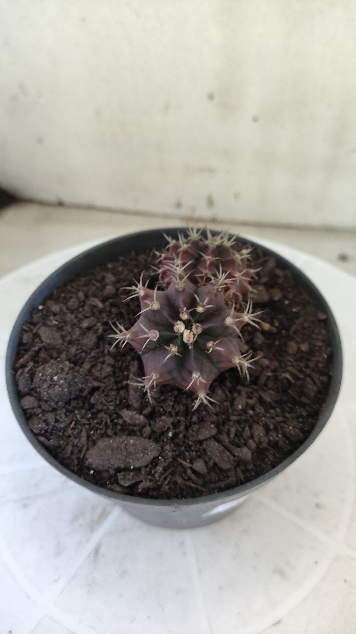 Gymnocalycium Mihanovichii “Purple - Bicéfalo” Nº 1806 – vaso 11