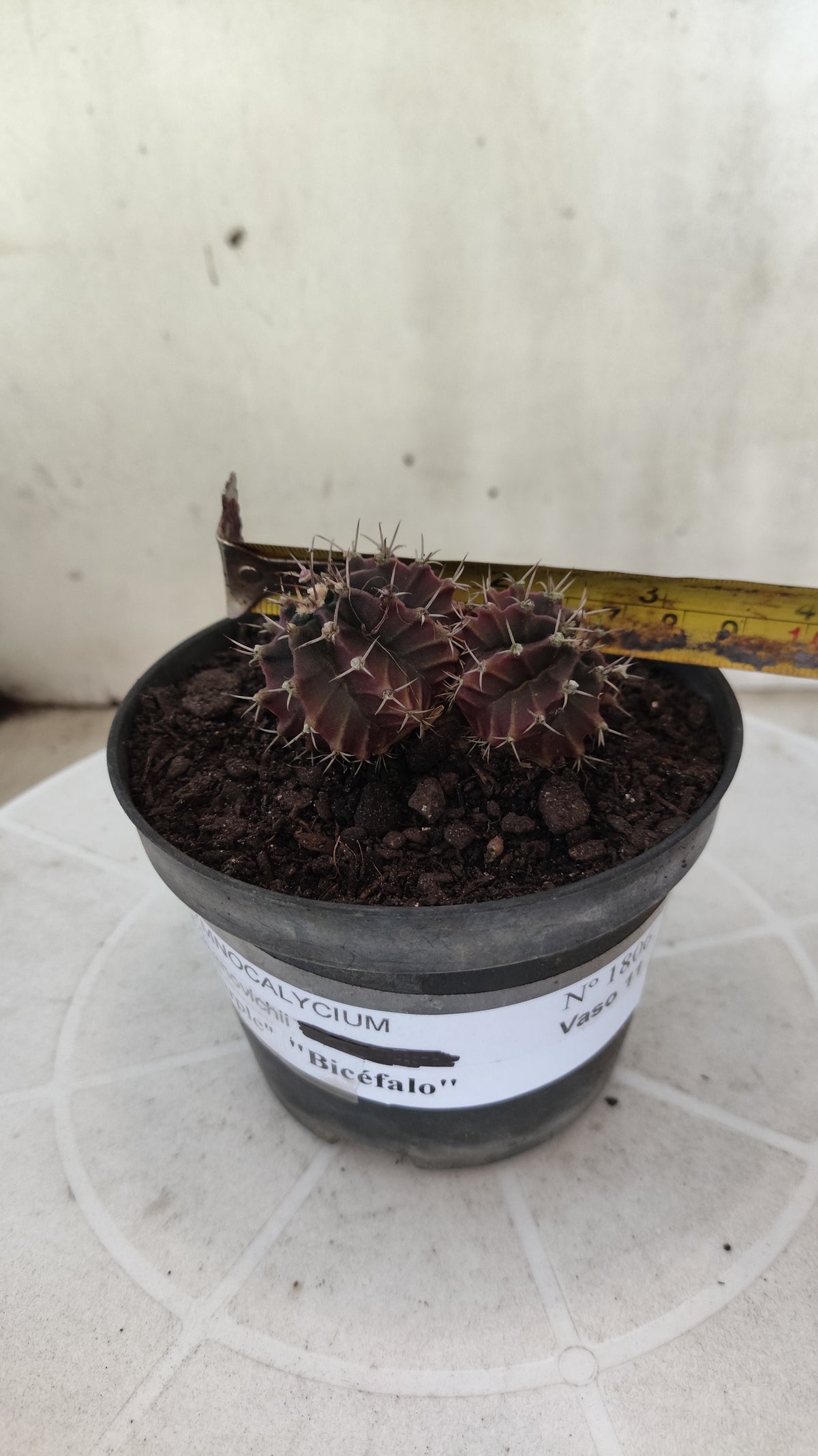 Gymnocalycium Mihanovichii “Purple - Bicéfalo” Nº 1806 – vaso 11