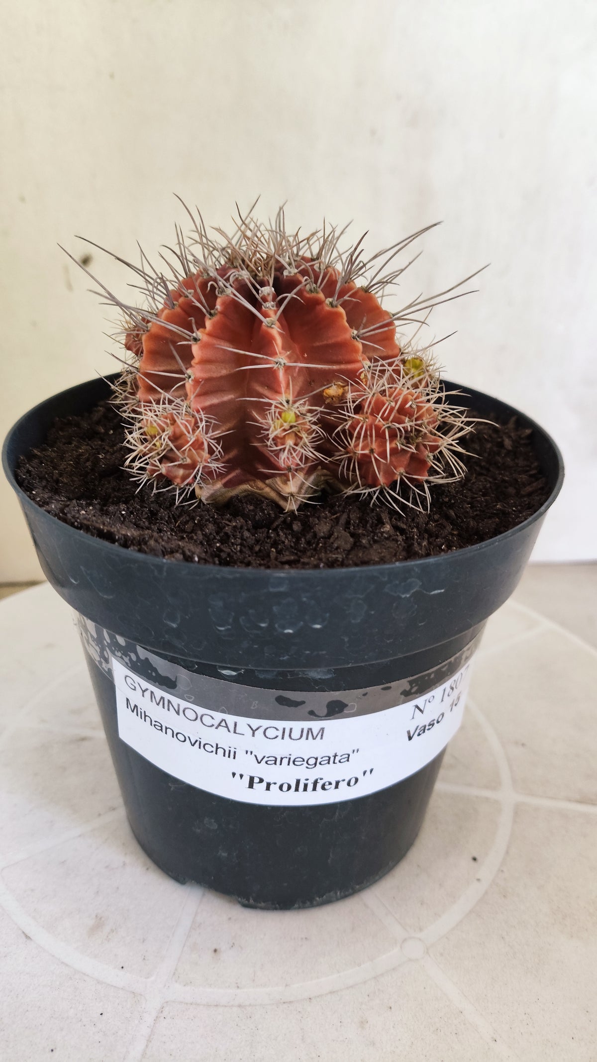 GYMNOCALYCIUM Mihanovichii Variegata "Prolifero" Nº 1807 – vaso 15