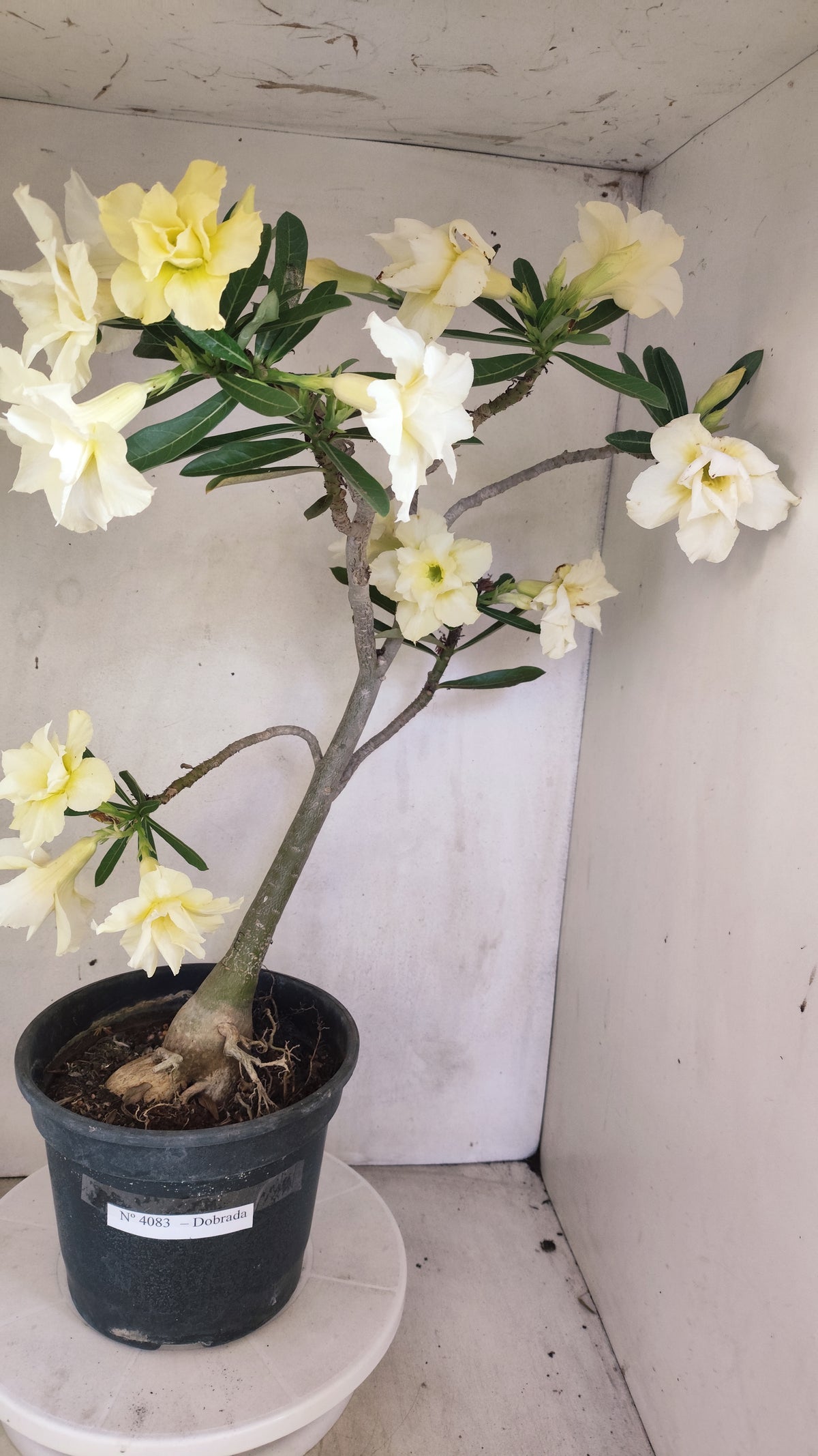 Matriz Planta Dobrada 4083 –  50cm – 04 anos - Vaso 20