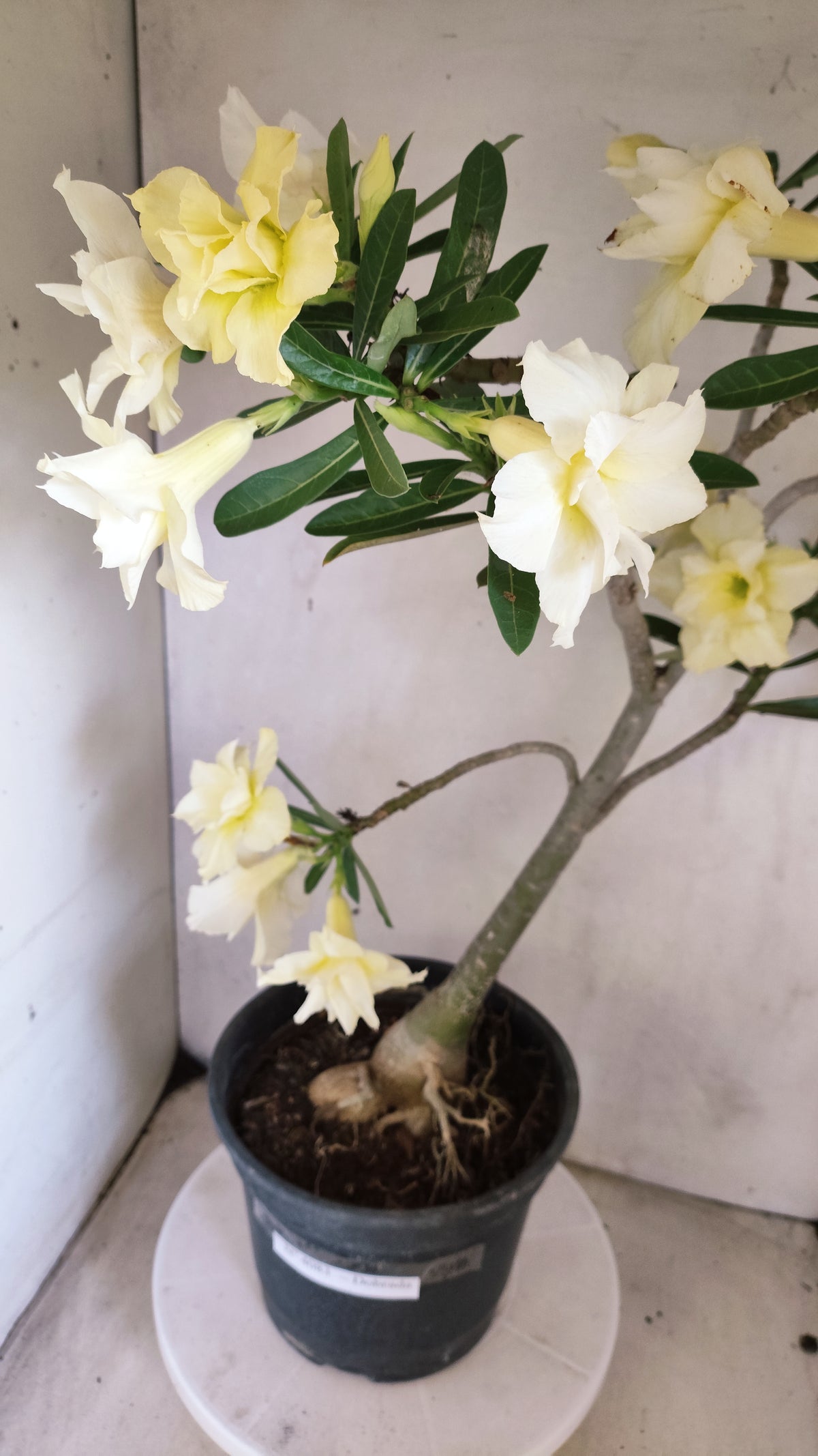Matriz Planta Dobrada 4083 –  50cm – 04 anos - Vaso 20
