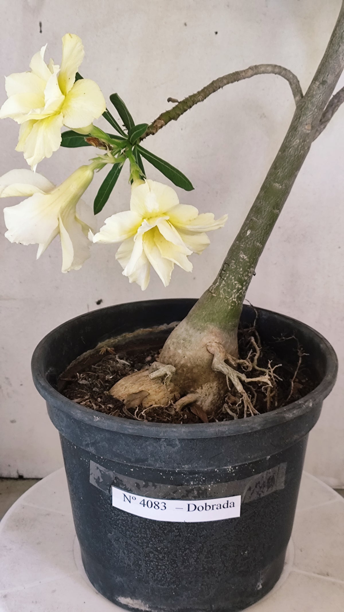 Matriz Planta Dobrada 4083 –  50cm – 04 anos - Vaso 20