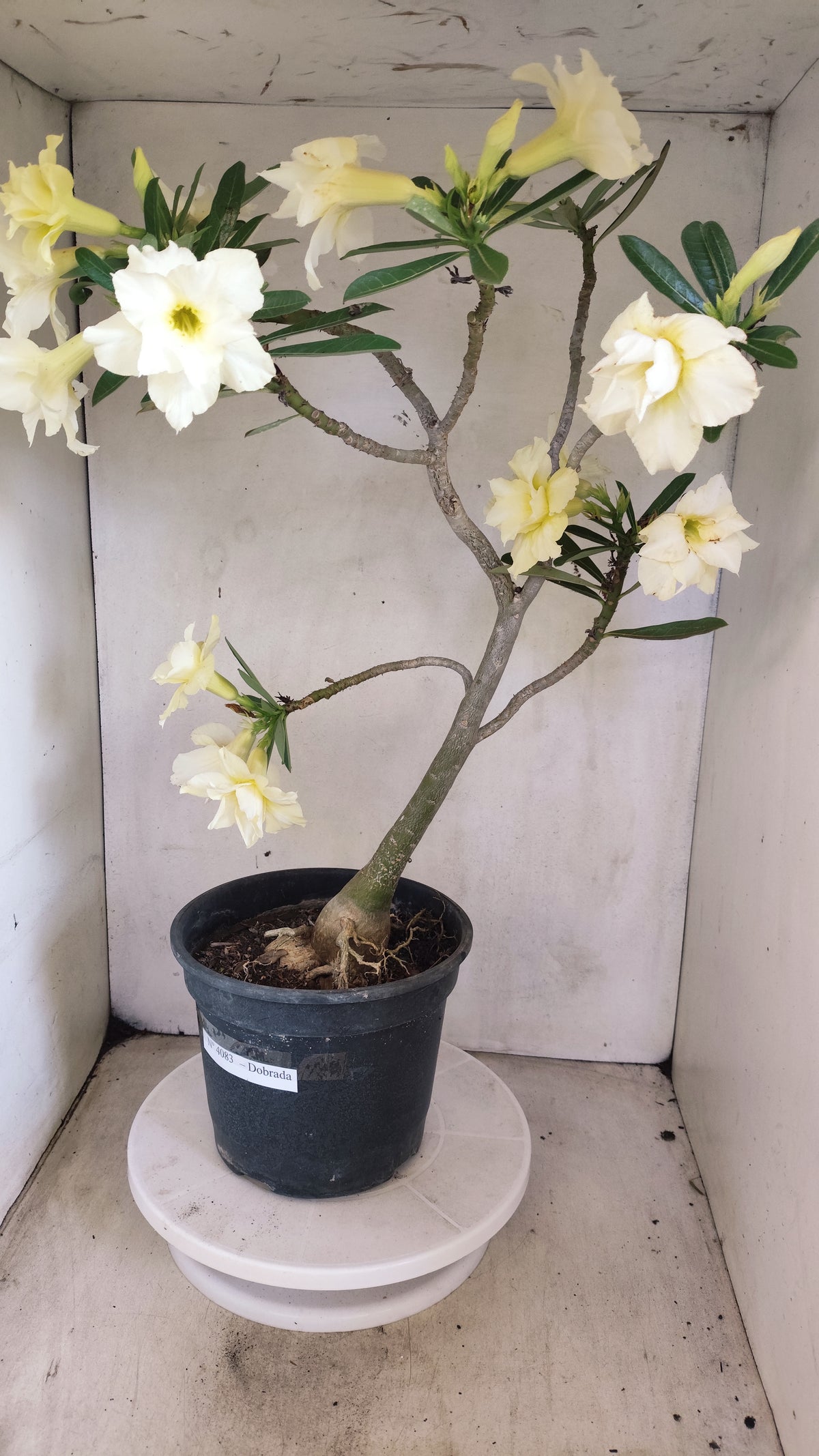 Matriz Planta Dobrada 4083 –  50cm – 04 anos - Vaso 20