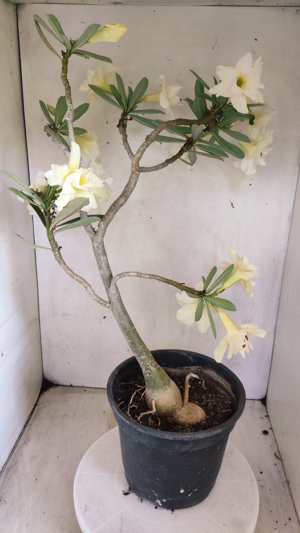 Matriz Planta Dobrada 4083 –  50cm – 04 anos - Vaso 20