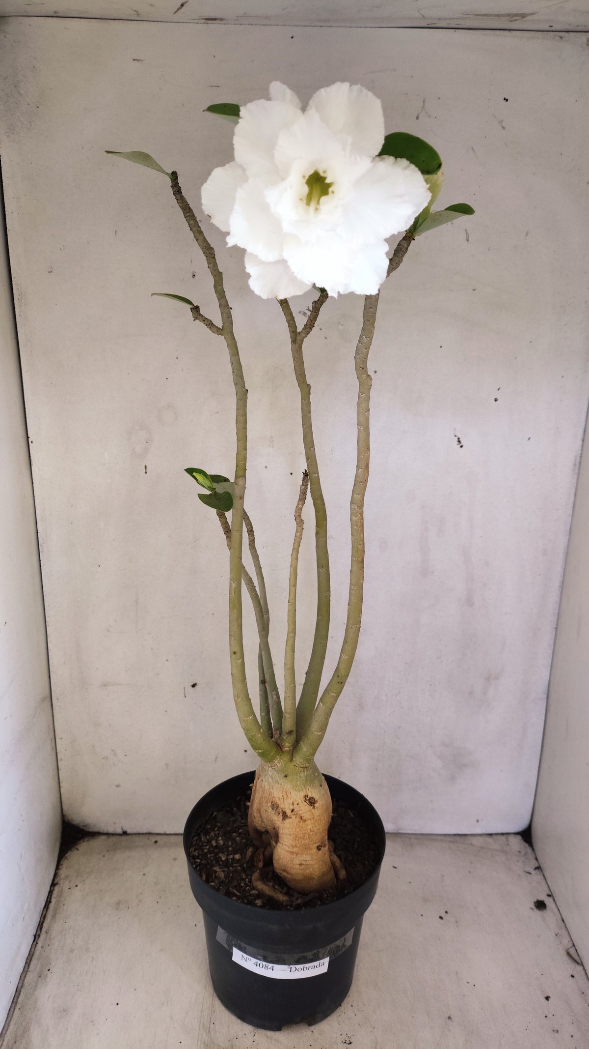 Matriz Planta Dobrada 4084 –  50cm – 04 anos - Vaso 17