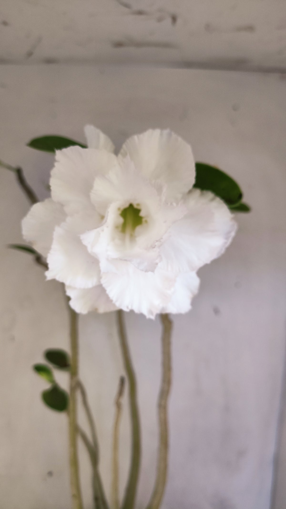 Matriz Planta Dobrada 4084 –  50cm – 04 anos - Vaso 17