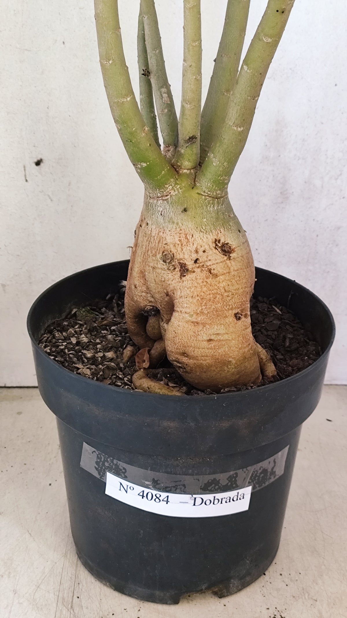 Matriz Planta Dobrada 4084 –  50cm – 04 anos - Vaso 17
