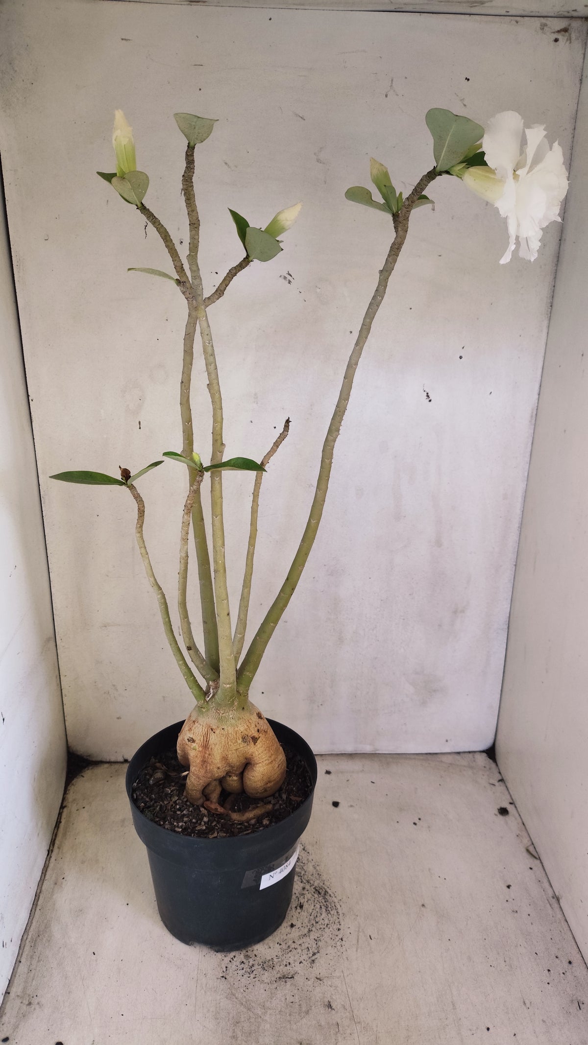 Matriz Planta Dobrada 4084 –  50cm – 04 anos - Vaso 17