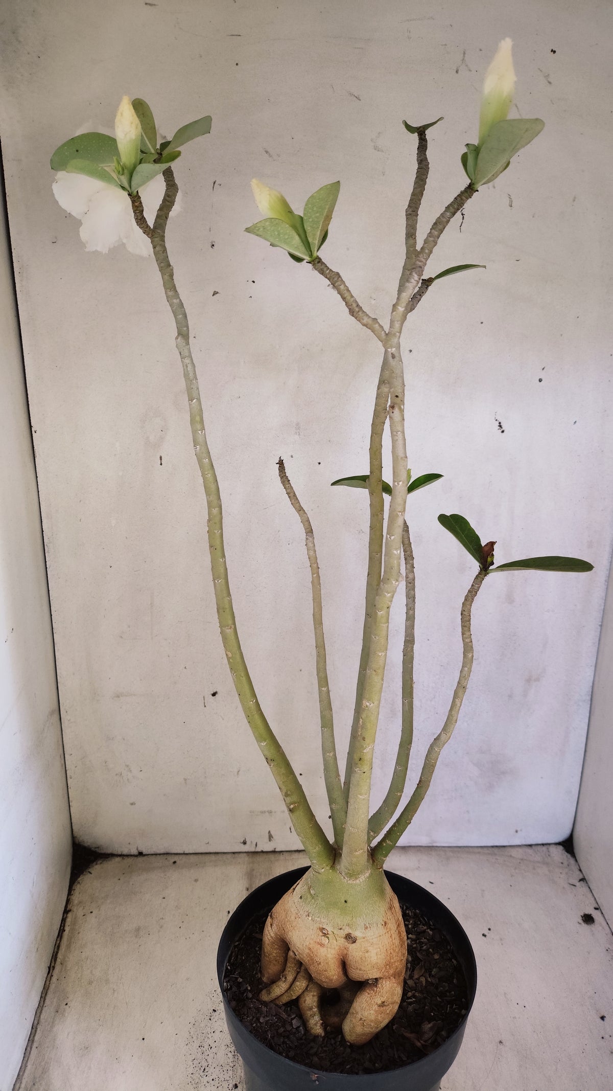 Matriz Planta Dobrada 4084 –  50cm – 04 anos - Vaso 17