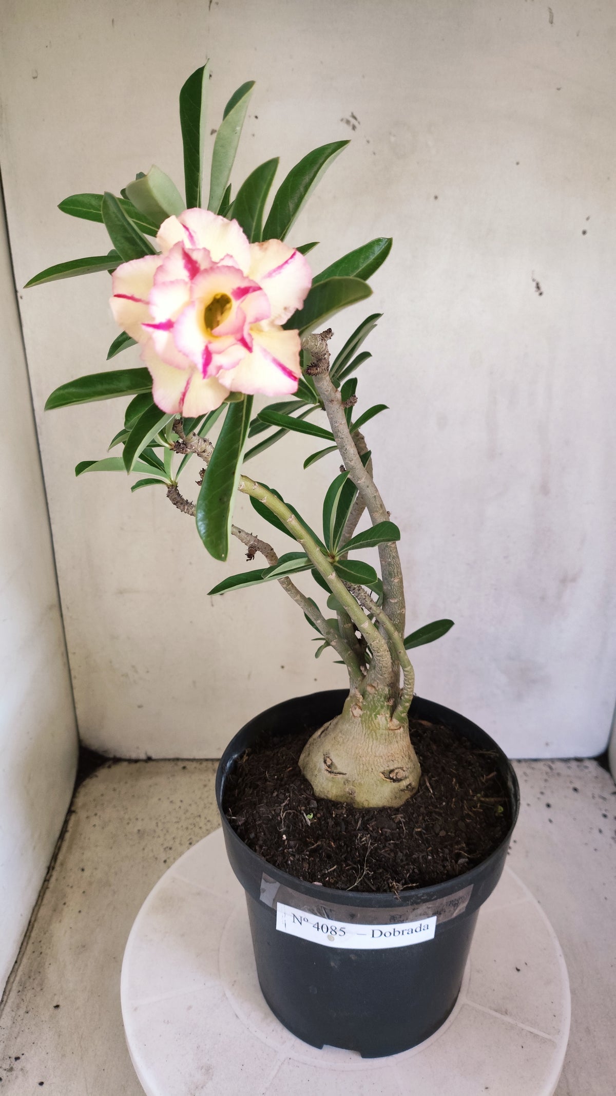 Matriz Planta Dobrada 4085 –  35cm – 03 anos - Vaso 17