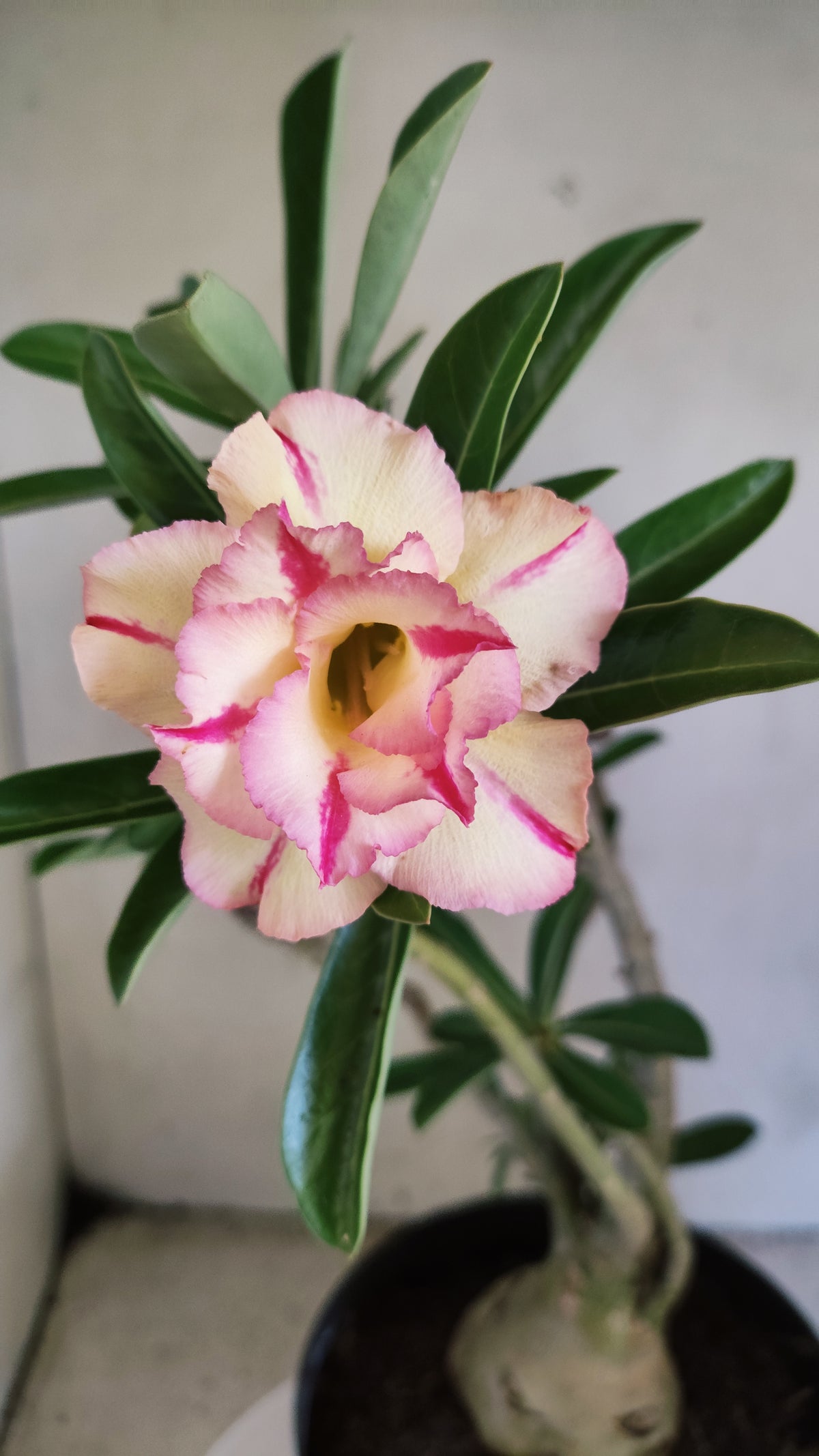 Matriz Planta Dobrada 4085 –  35cm – 03 anos - Vaso 17