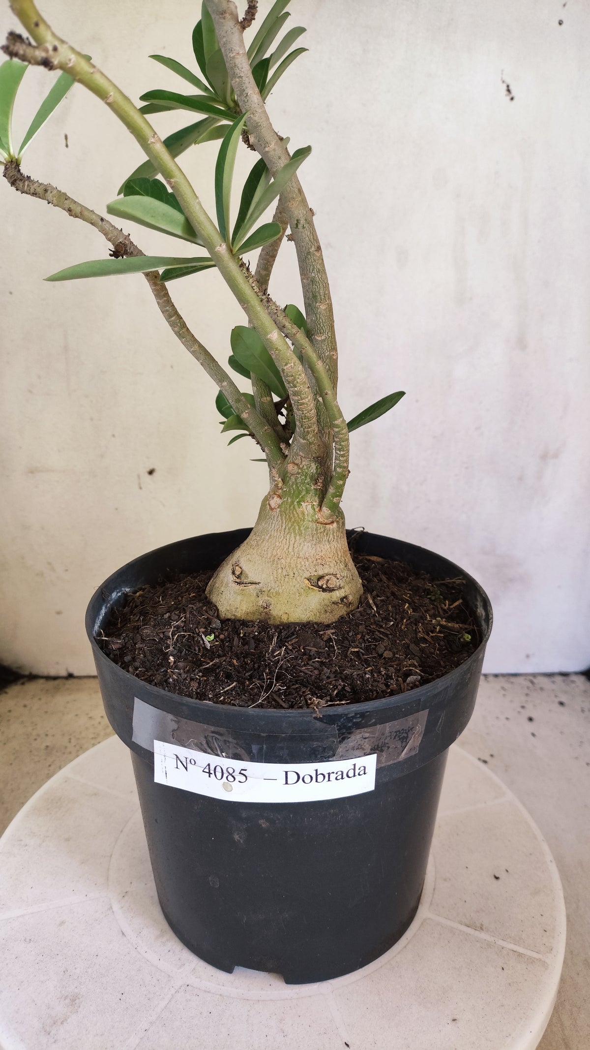 Matriz Planta Dobrada 4085 –  35cm – 03 anos - Vaso 17