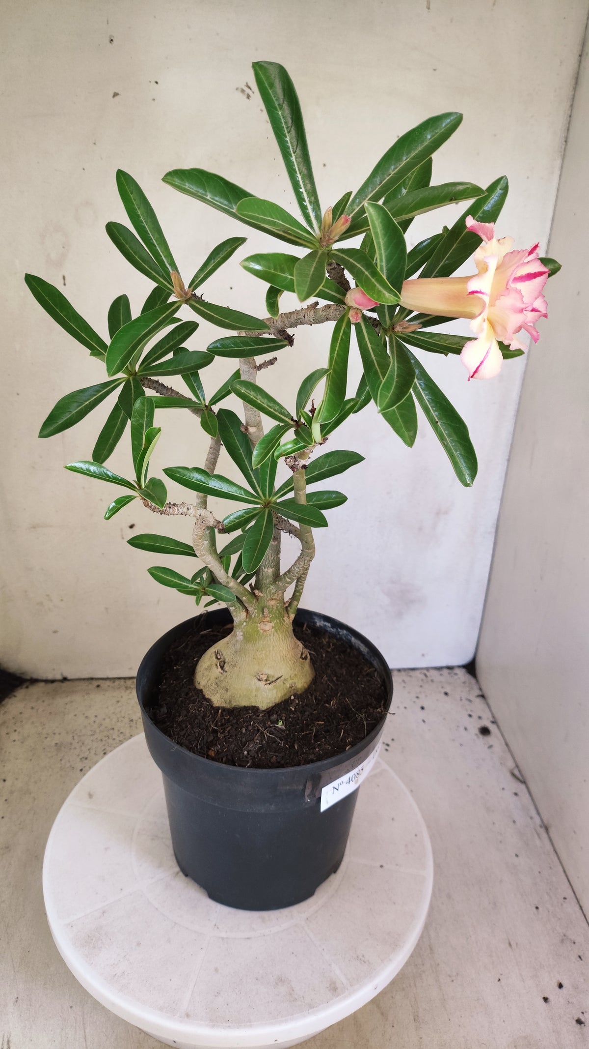 Matriz Planta Dobrada 4085 –  35cm – 03 anos - Vaso 17