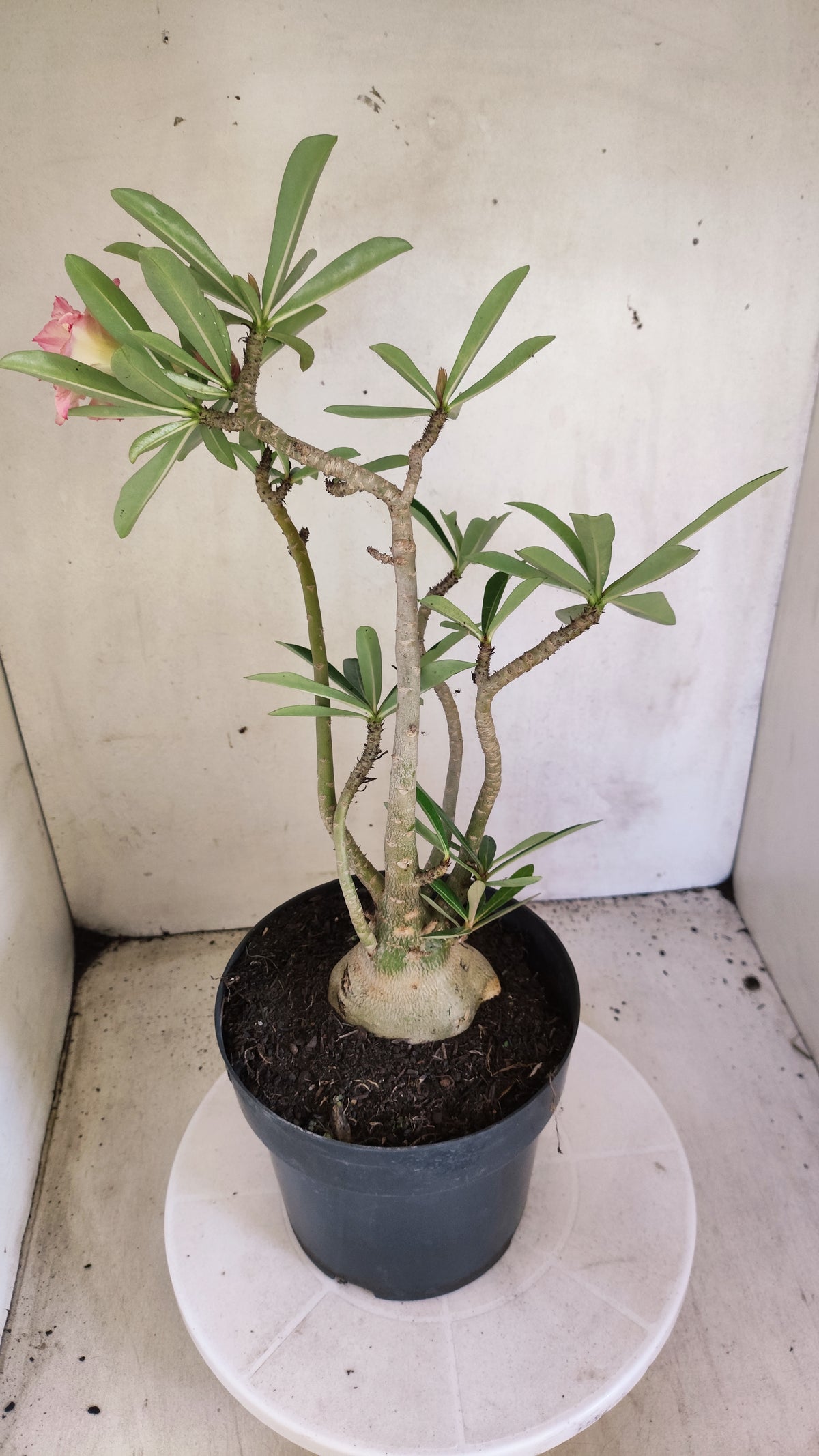 Matriz Planta Dobrada 4085 –  35cm – 03 anos - Vaso 17