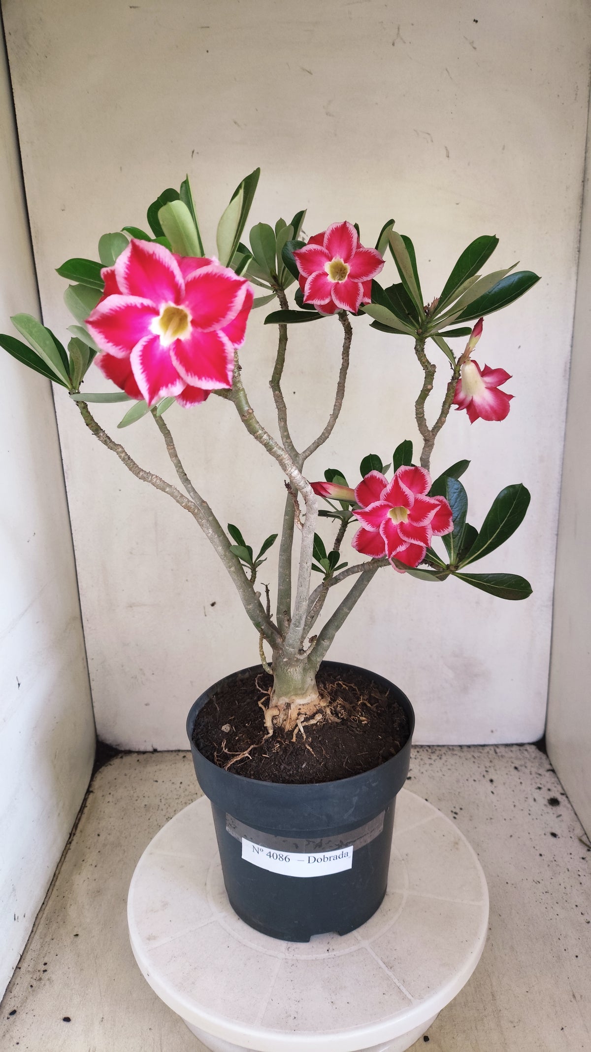 Matriz Planta Dobrada 4086 –  35cm – 03 anos - Vaso 17