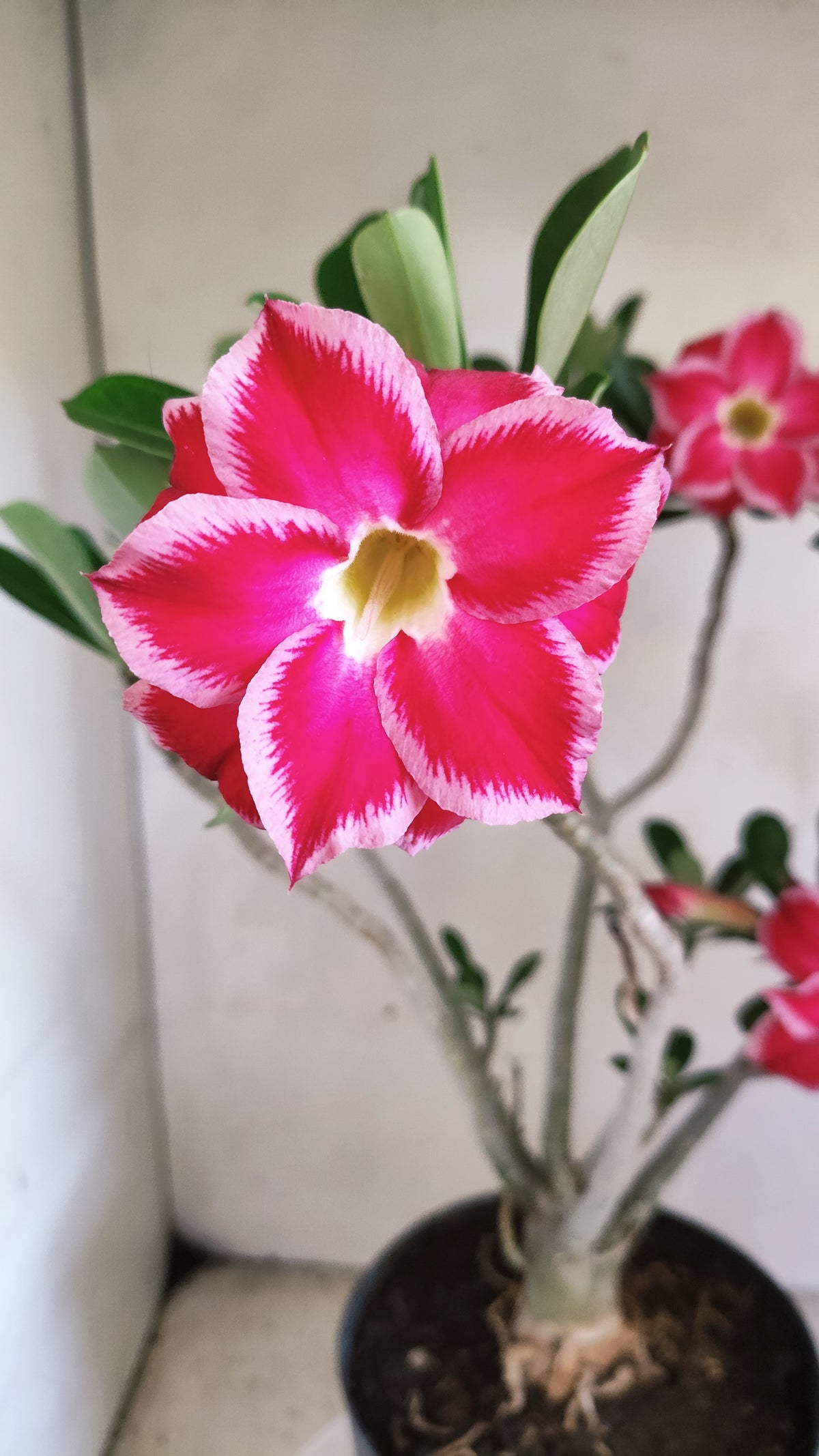 Matriz Planta Dobrada 4086 –  35cm – 03 anos - Vaso 17
