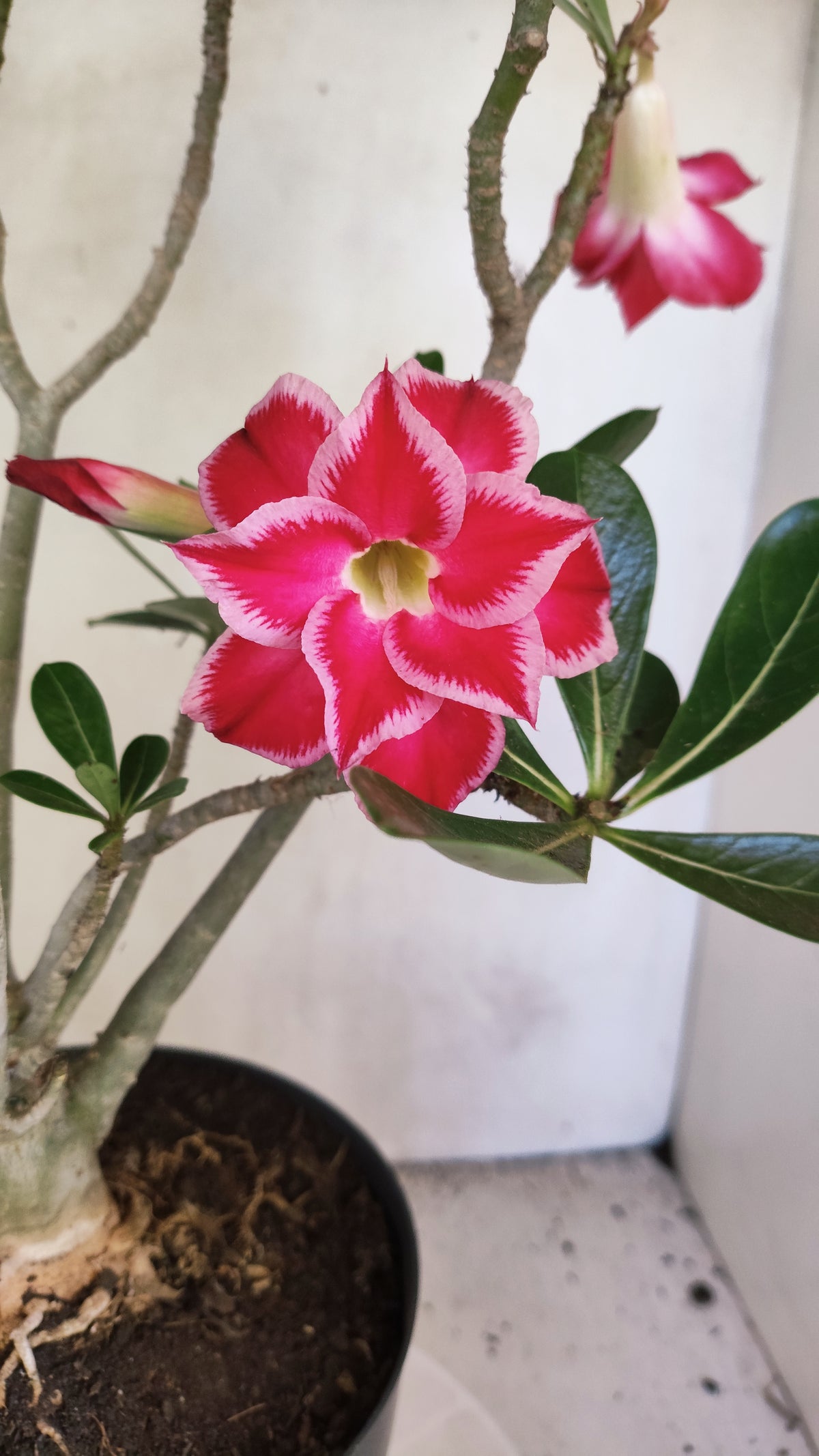 Matriz Planta Dobrada 4086 –  35cm – 03 anos - Vaso 17