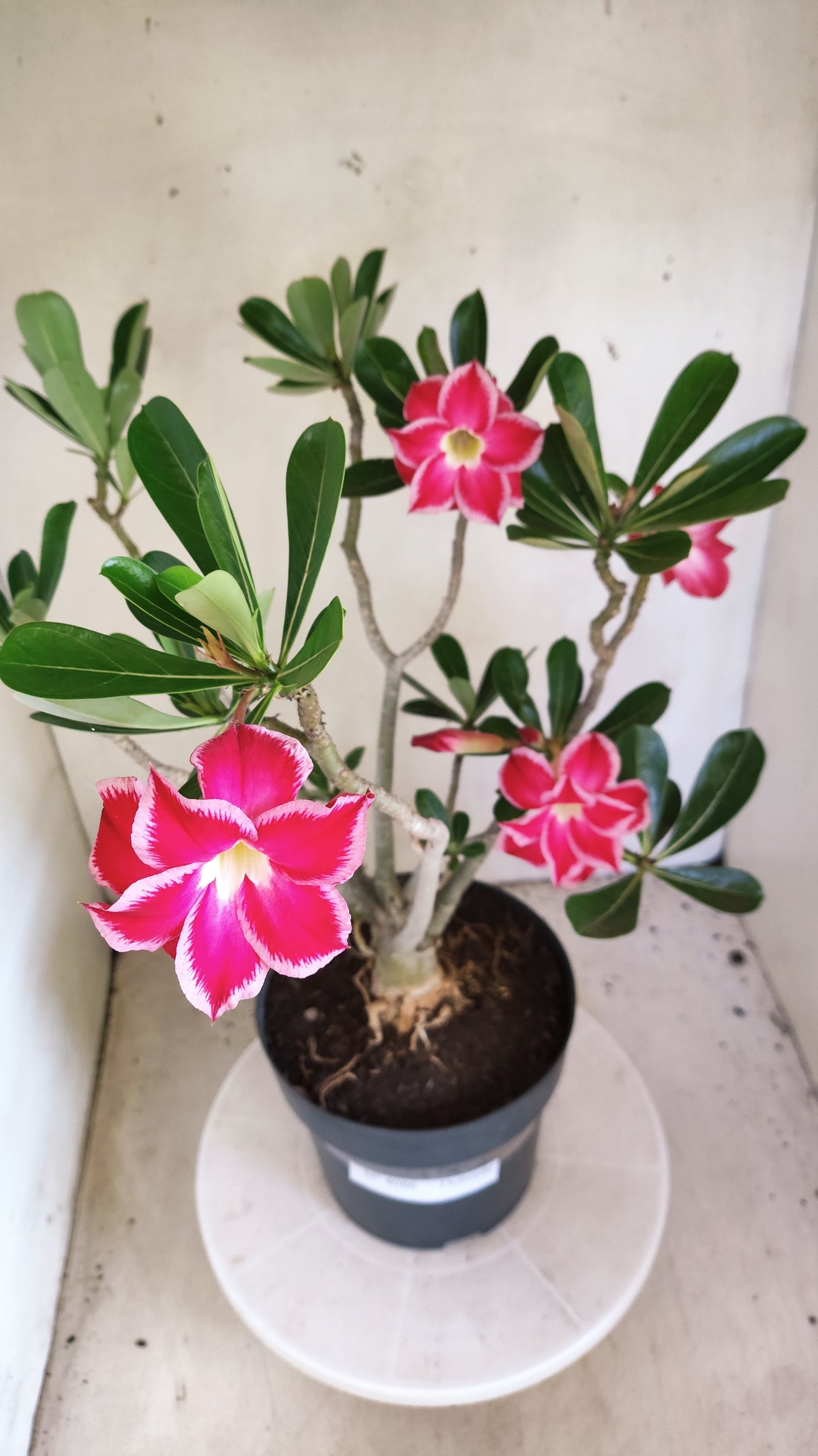 Matriz Planta Dobrada 4086 –  35cm – 03 anos - Vaso 17