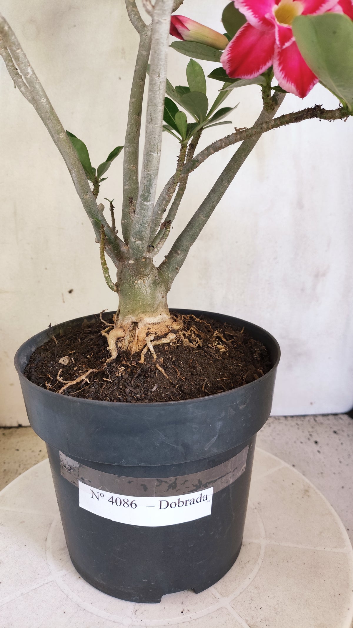 Matriz Planta Dobrada 4086 –  35cm – 03 anos - Vaso 17