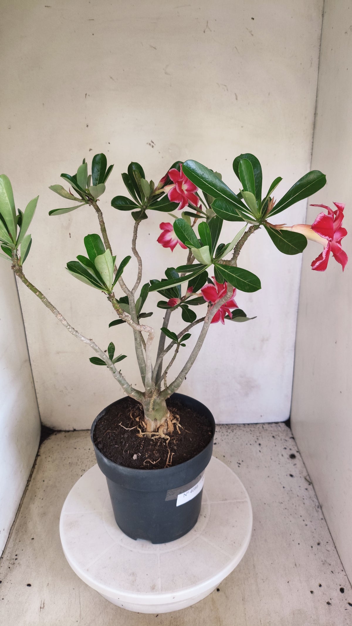 Matriz Planta Dobrada 4086 –  35cm – 03 anos - Vaso 17