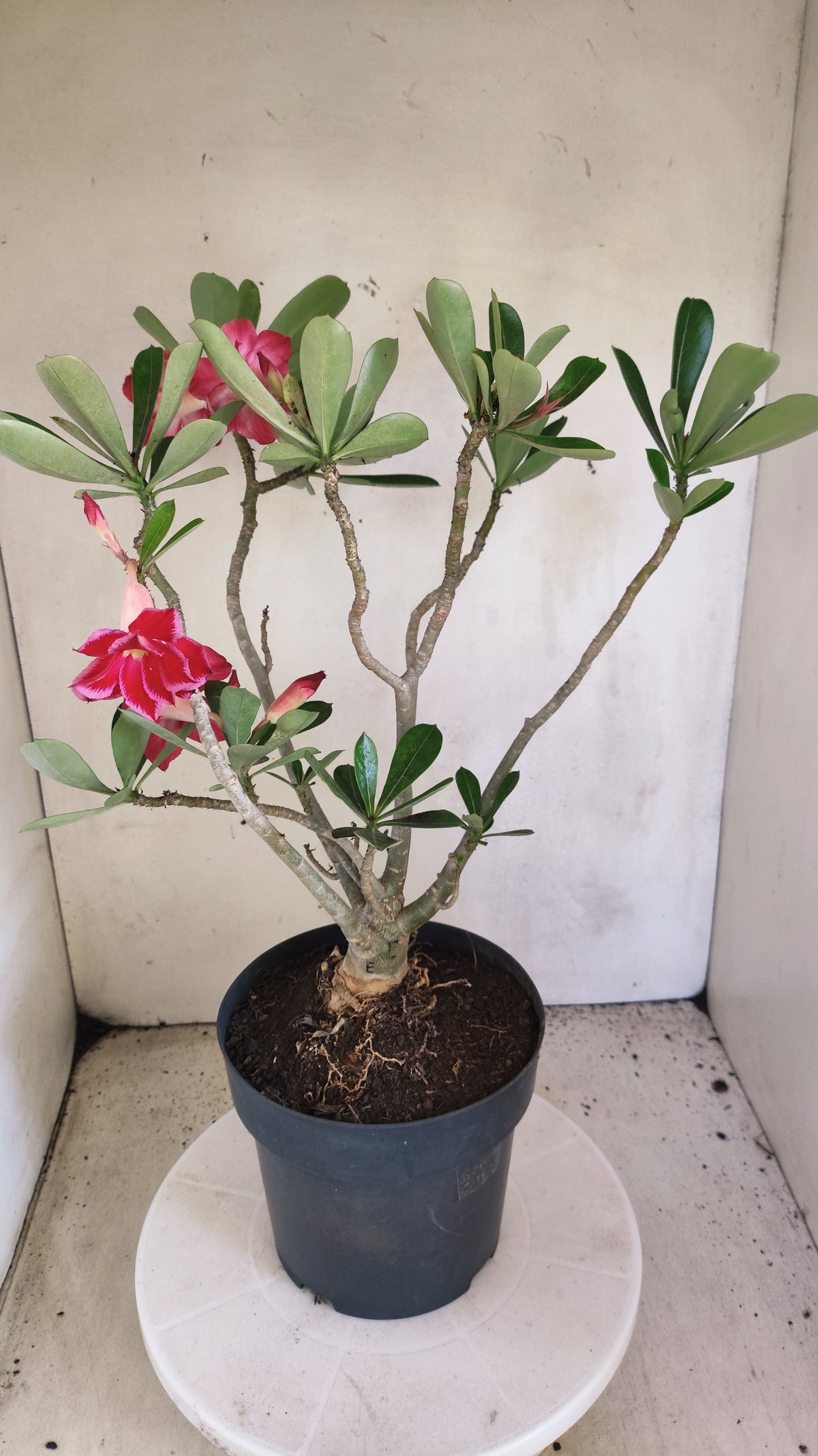 Matriz Planta Dobrada 4086 –  35cm – 03 anos - Vaso 17