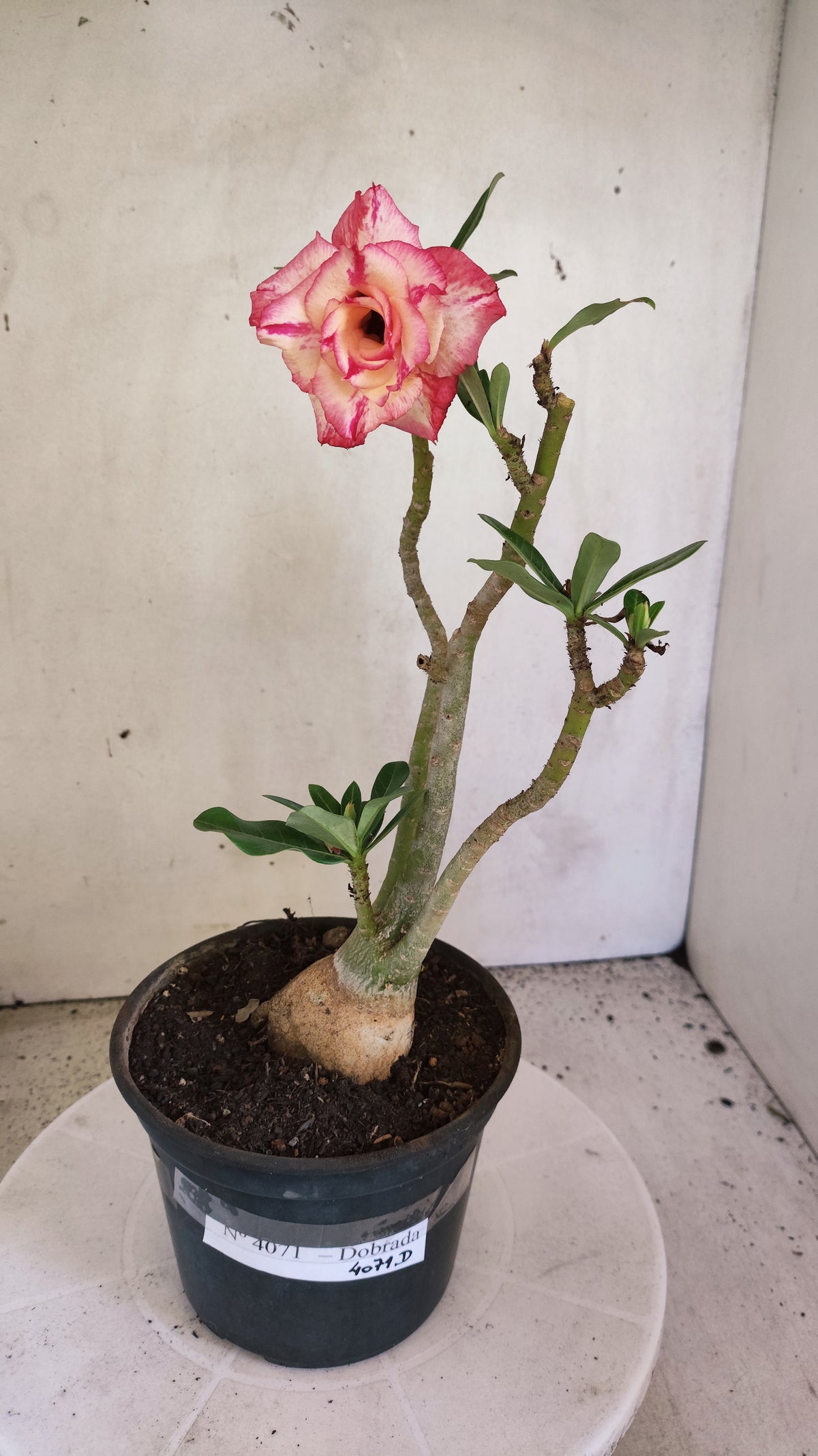 Planta Dobrada 4071 –  30cm – 02 anos - Vaso 15