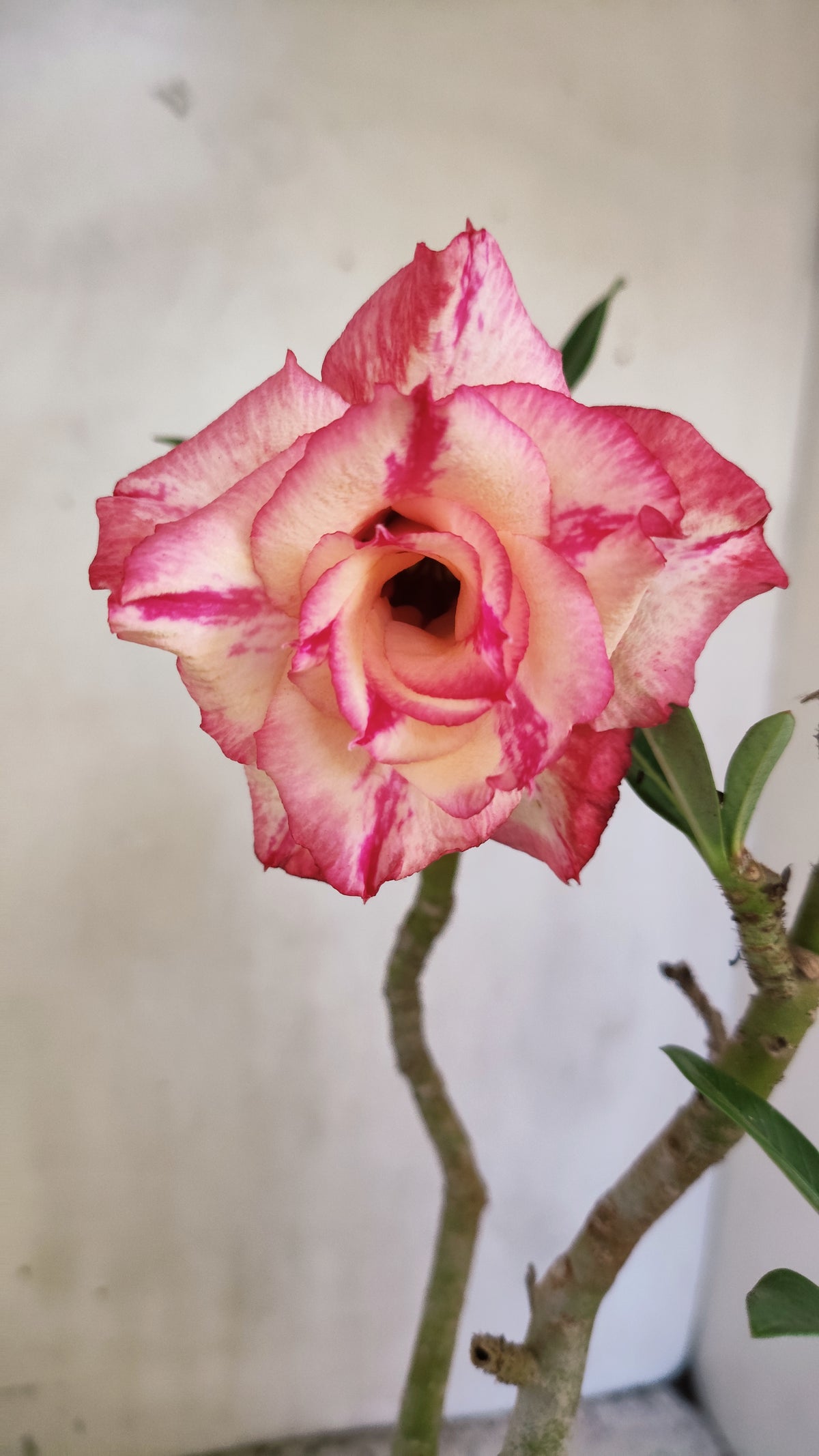 Planta Dobrada 4071 –  30cm – 02 anos - Vaso 15