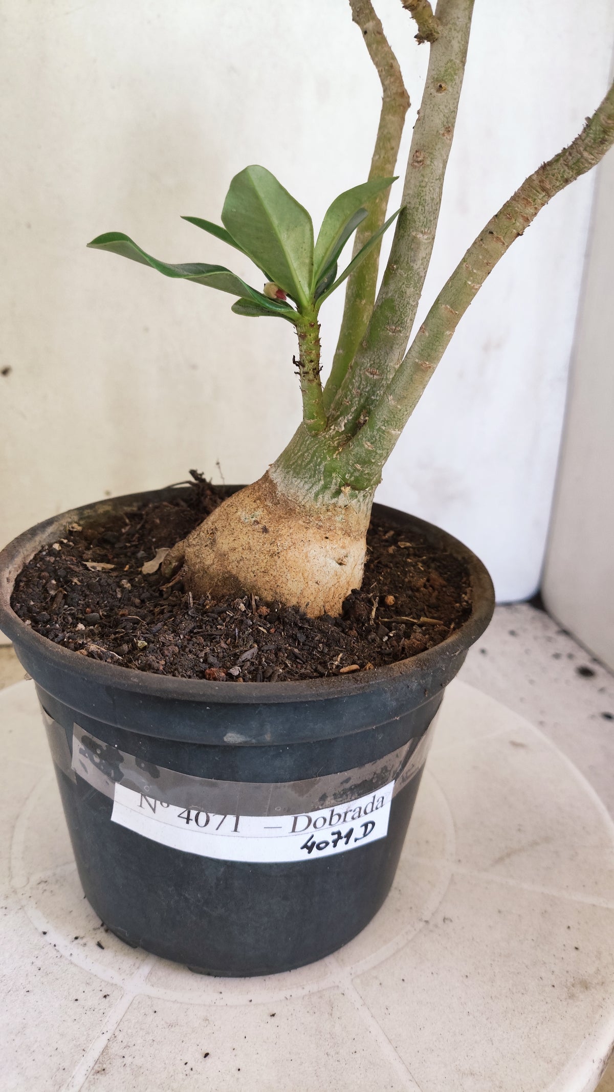Planta Dobrada 4071 –  30cm – 02 anos - Vaso 15