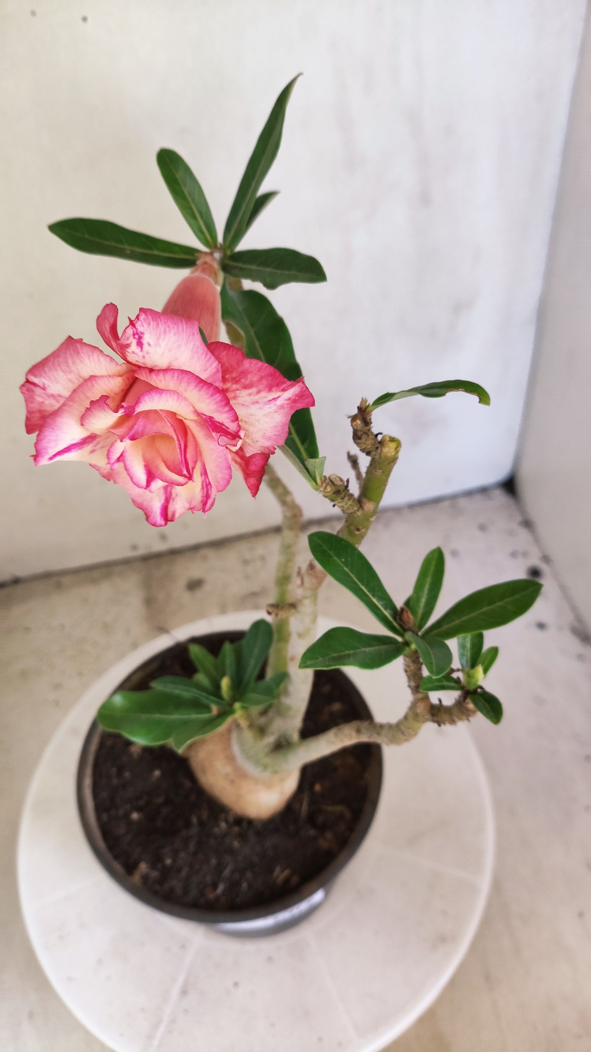 Planta Dobrada 4071 –  30cm – 02 anos - Vaso 15