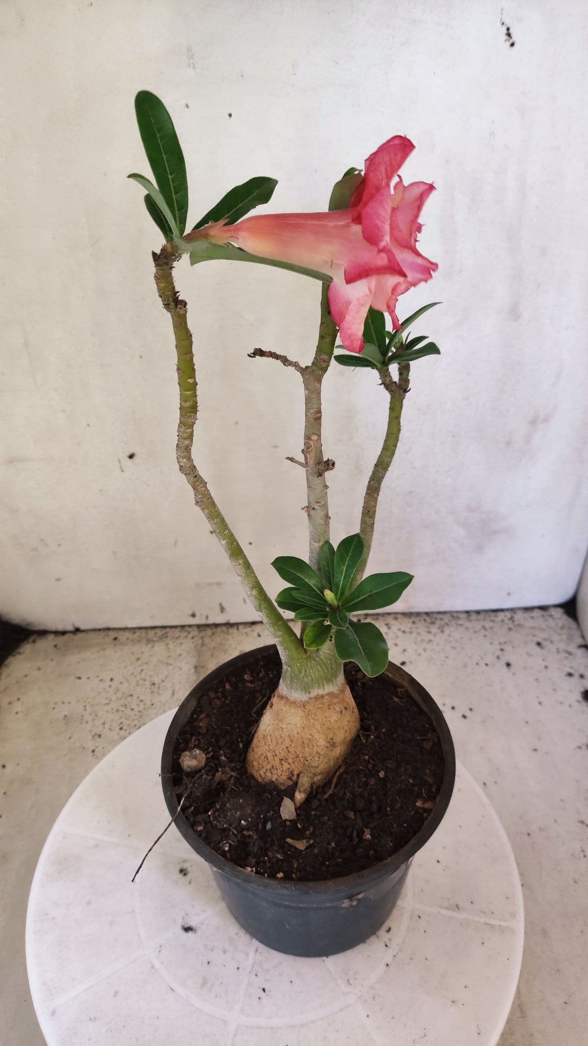 Planta Dobrada 4071 –  30cm – 02 anos - Vaso 15