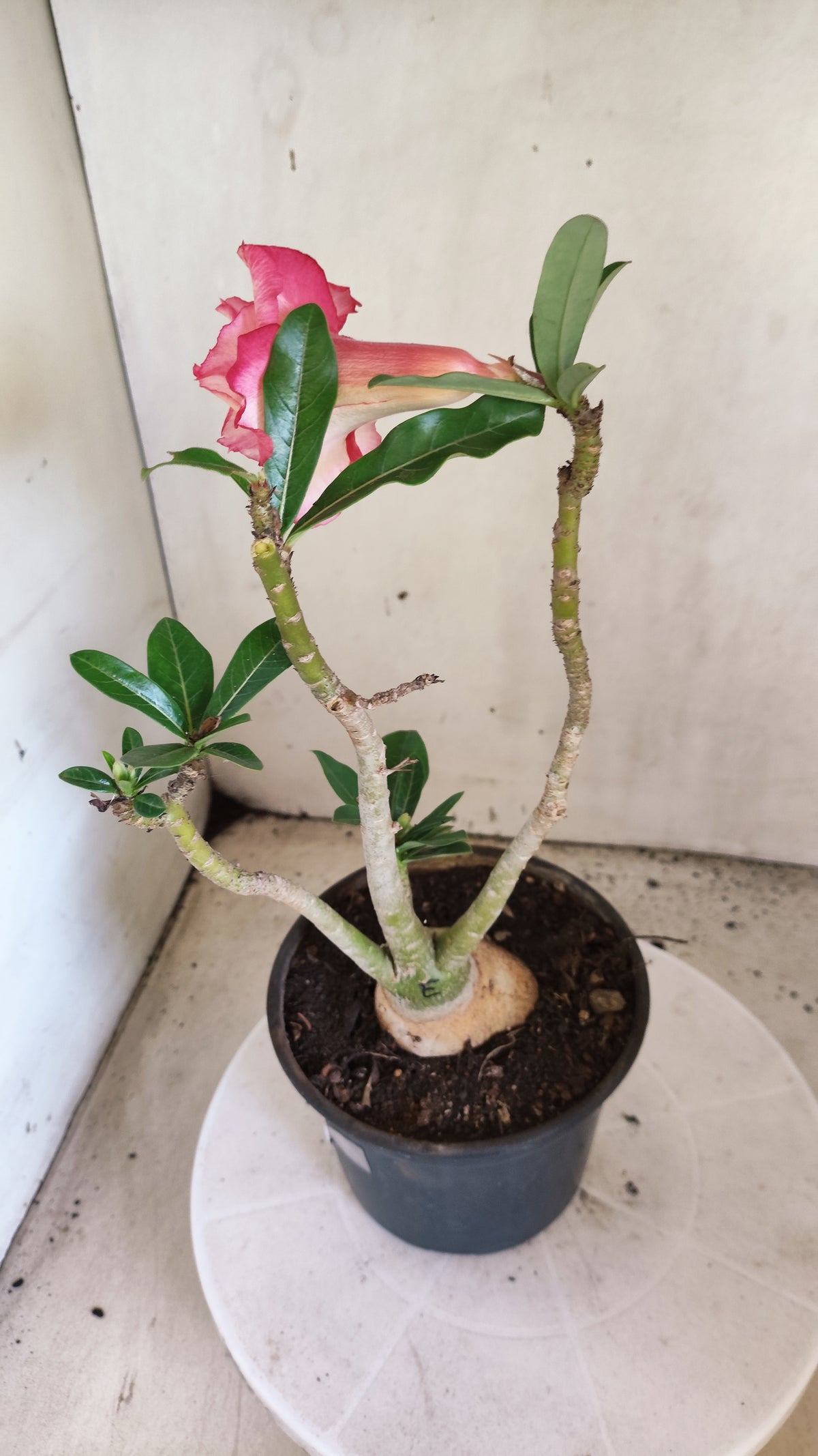 Planta Dobrada 4071 –  30cm – 02 anos - Vaso 15