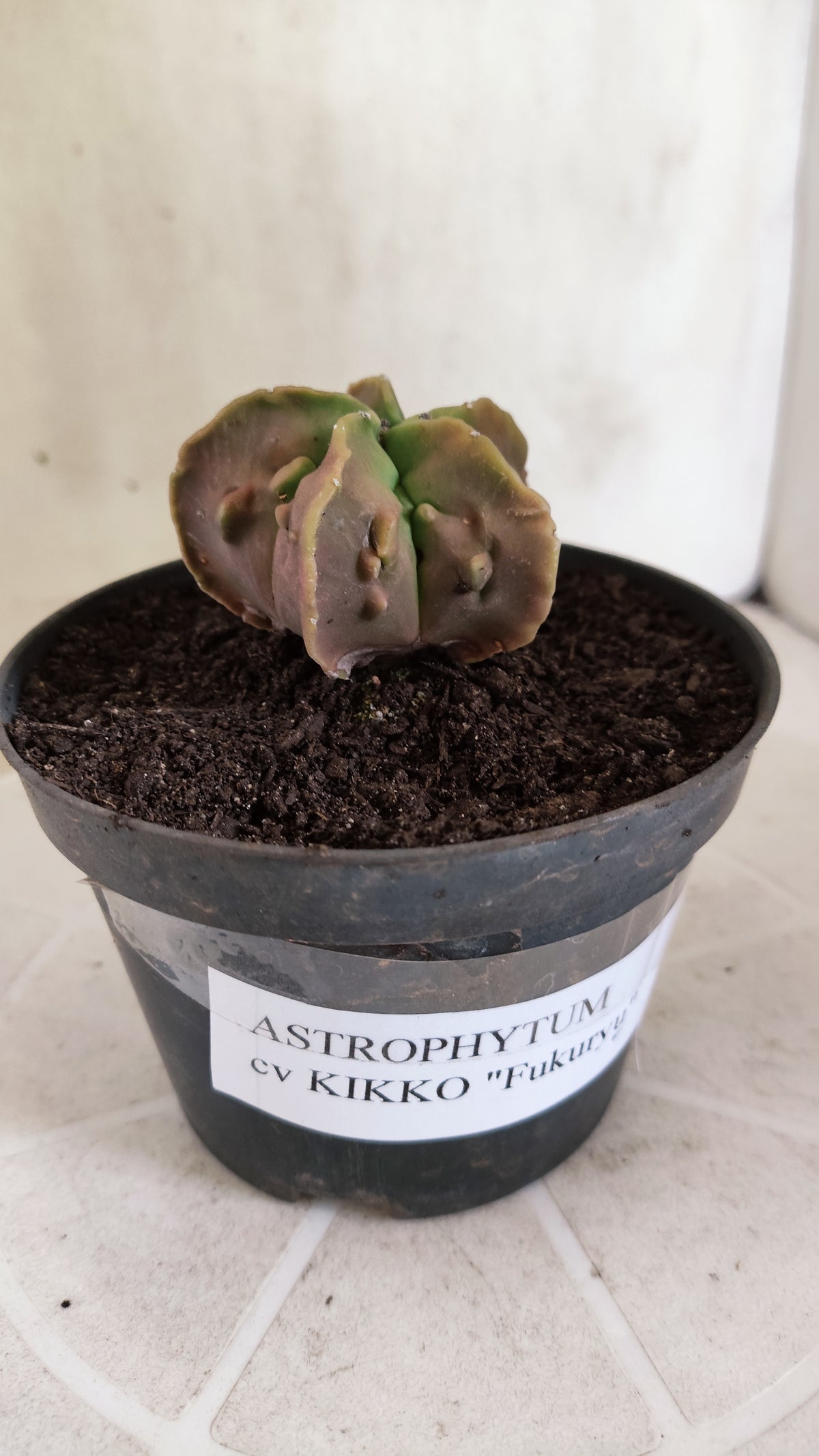 MATRIZ ASTROPHYTUM cv KIKKO "Fukuryu" Nº 1823 – vaso 11