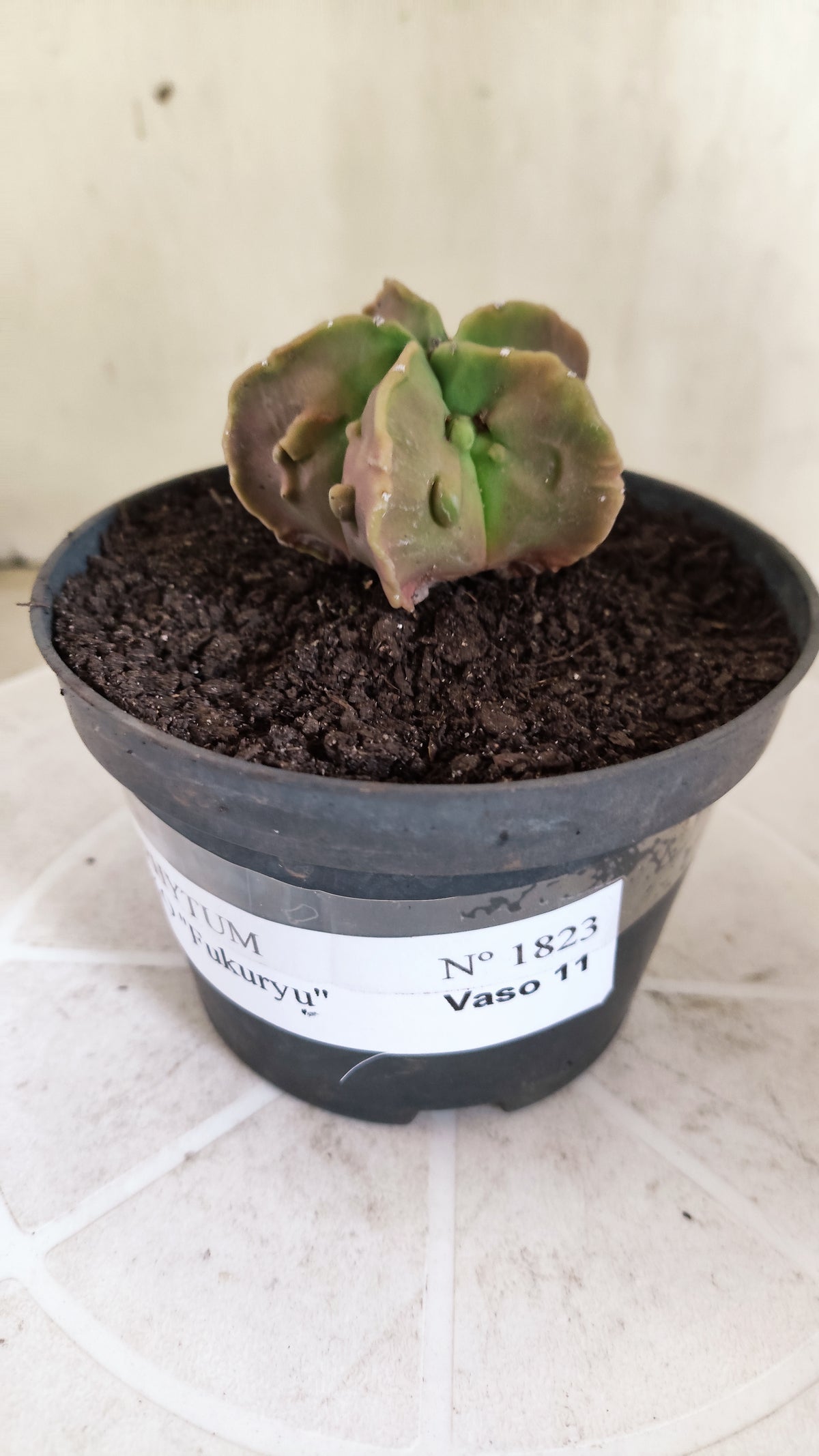 MATRIZ ASTROPHYTUM cv KIKKO "Fukuryu" Nº 1823 – vaso 11