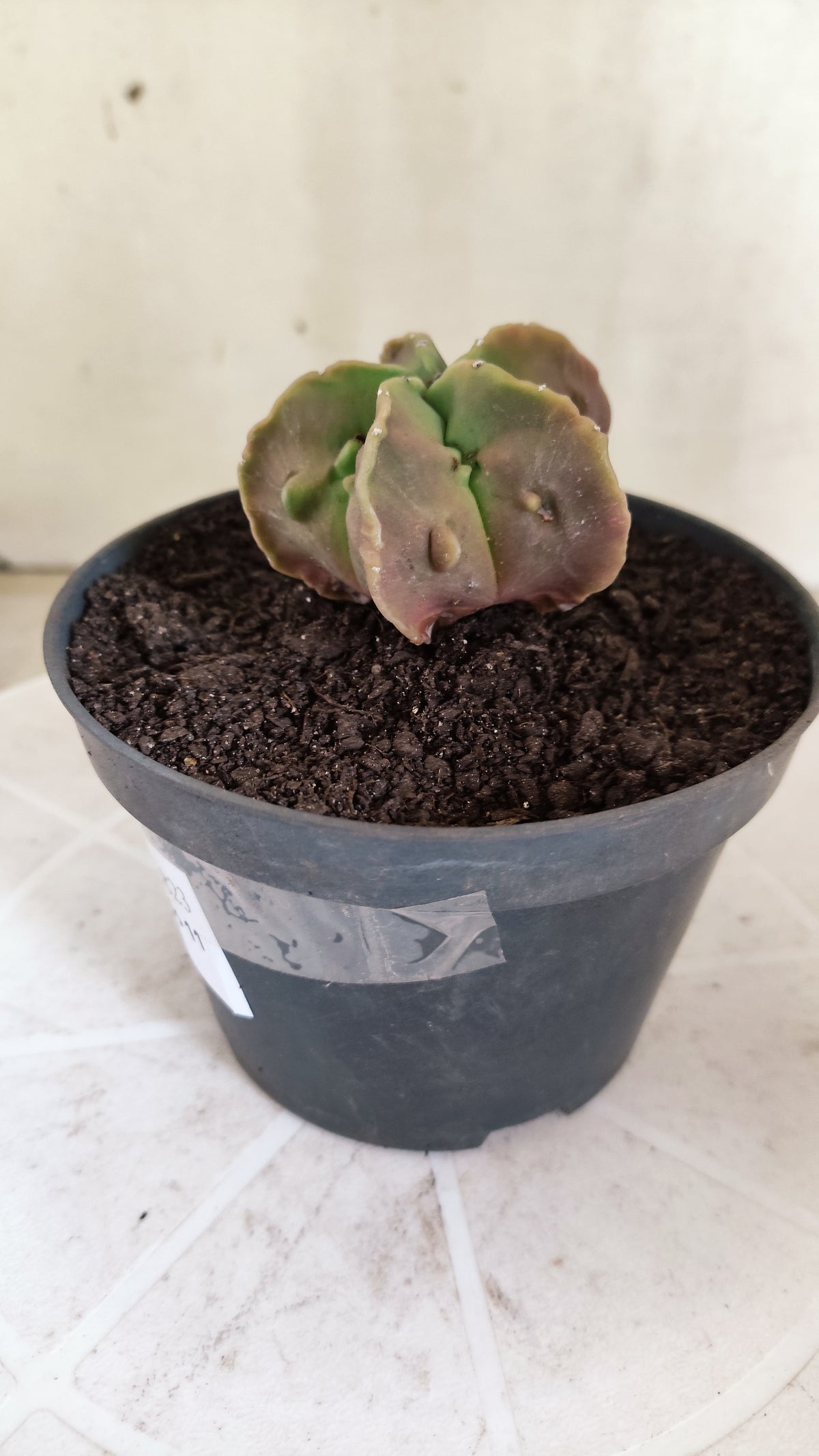 MATRIZ ASTROPHYTUM cv KIKKO "Fukuryu" Nº 1823 – vaso 11