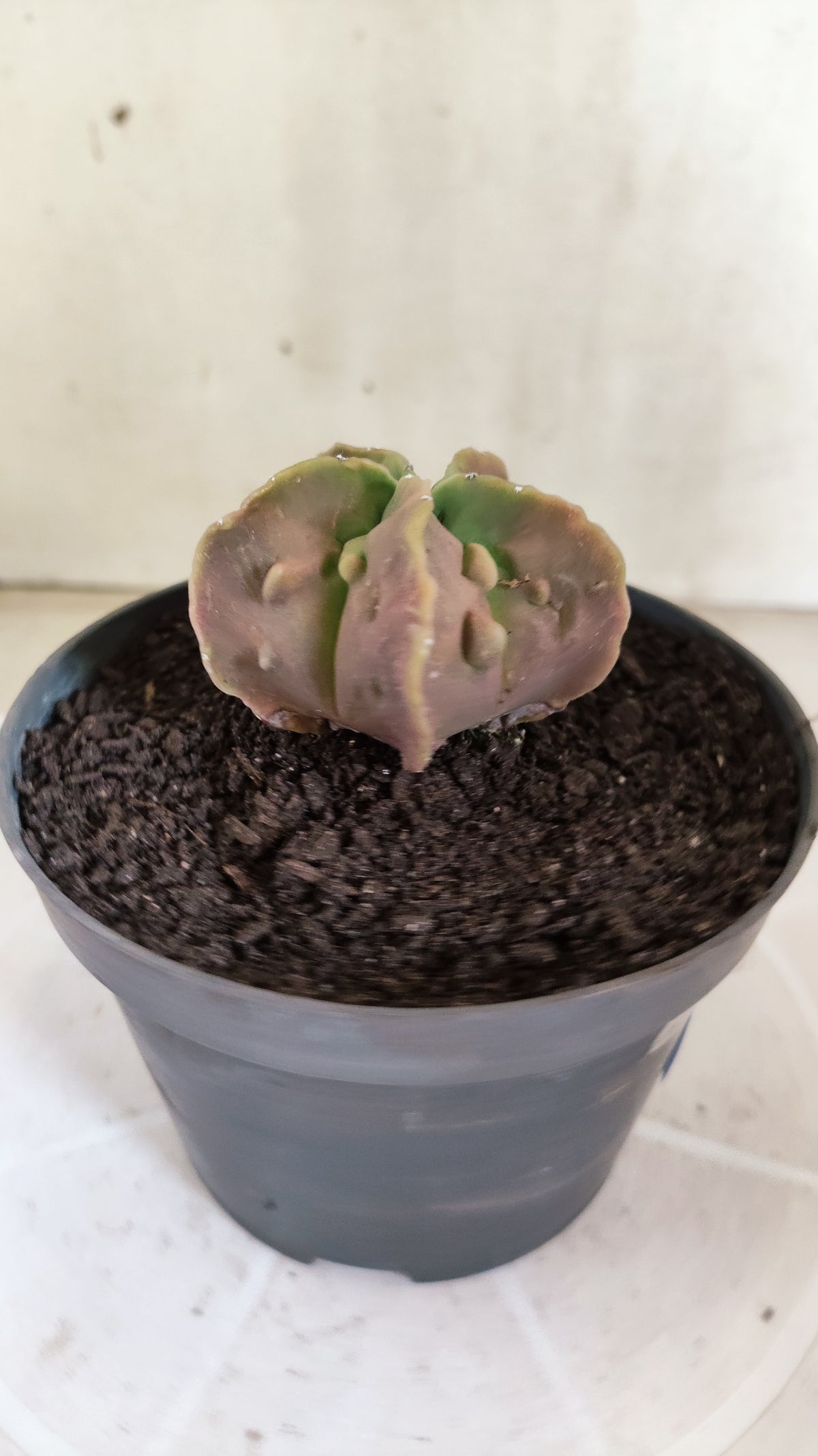 MATRIZ ASTROPHYTUM cv KIKKO "Fukuryu" Nº 1823 – vaso 11