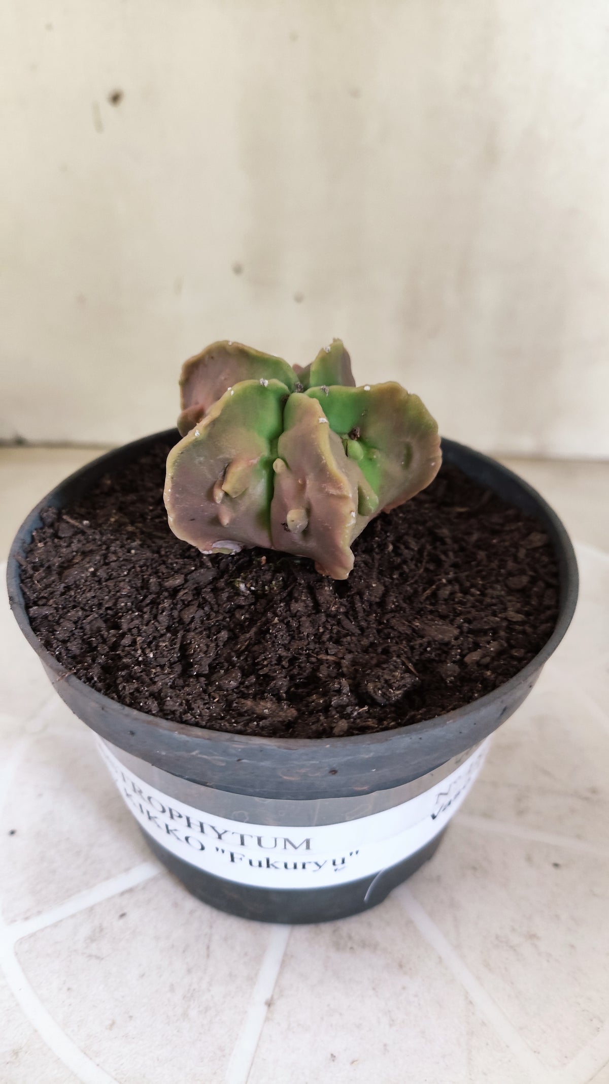 MATRIZ ASTROPHYTUM cv KIKKO "Fukuryu" Nº 1823 – vaso 11