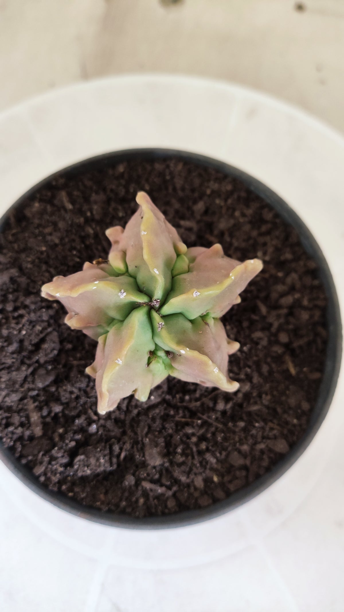 MATRIZ ASTROPHYTUM cv KIKKO "Fukuryu" Nº 1823 – vaso 11