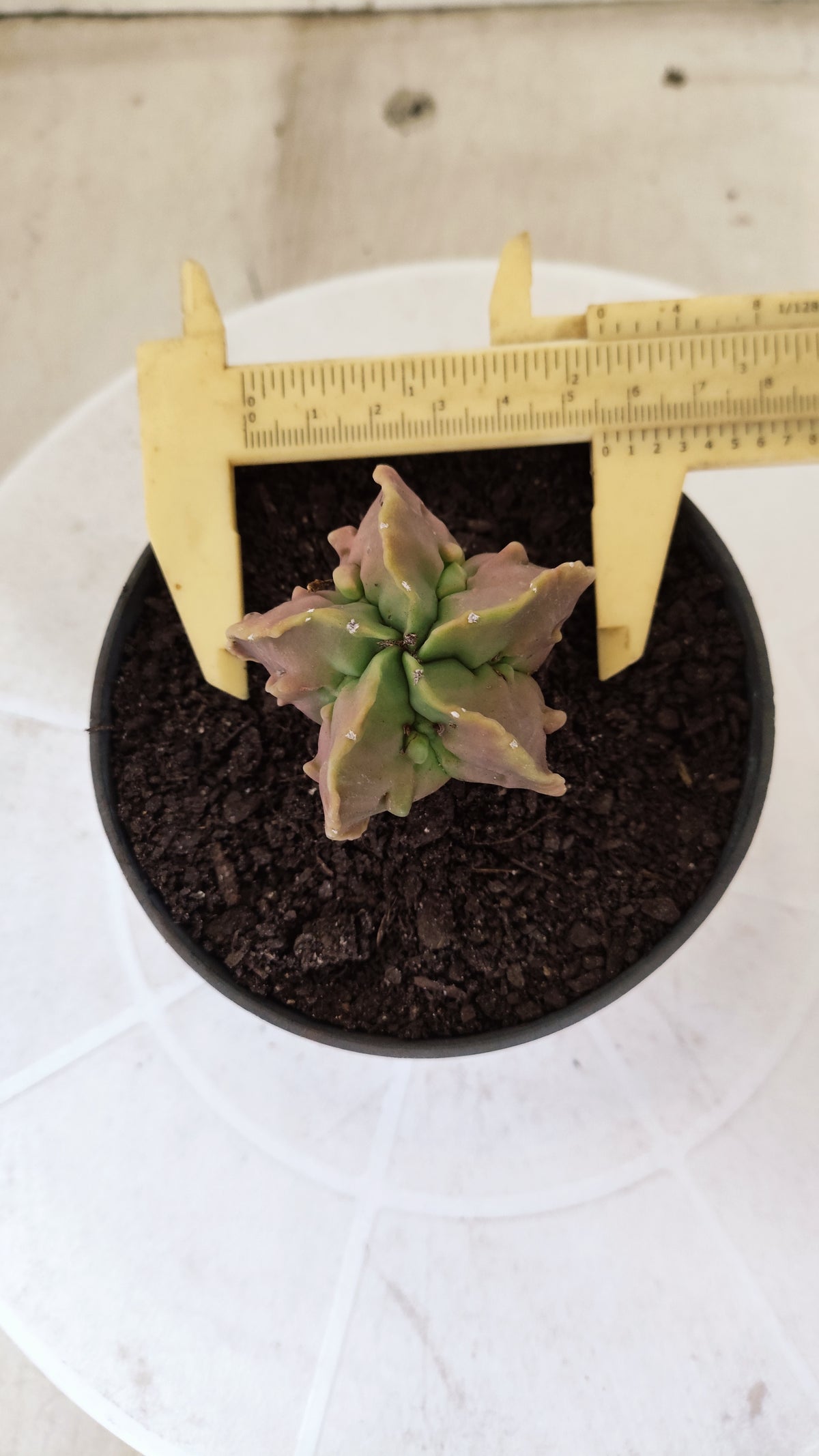 MATRIZ ASTROPHYTUM cv KIKKO "Fukuryu" Nº 1823 – vaso 11