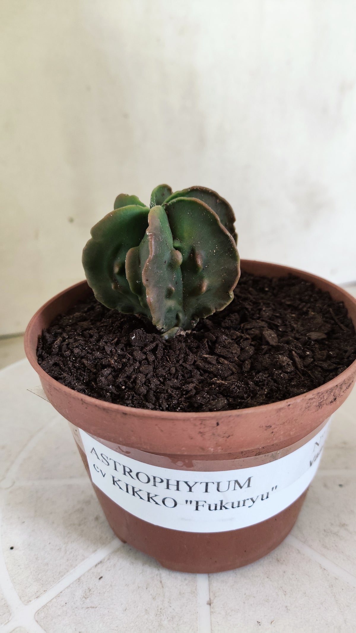 MATRIZ ASTROPHYTUM cv KIKKO "Fukuryu - Multcostatum" Nº 1824 – vaso 11