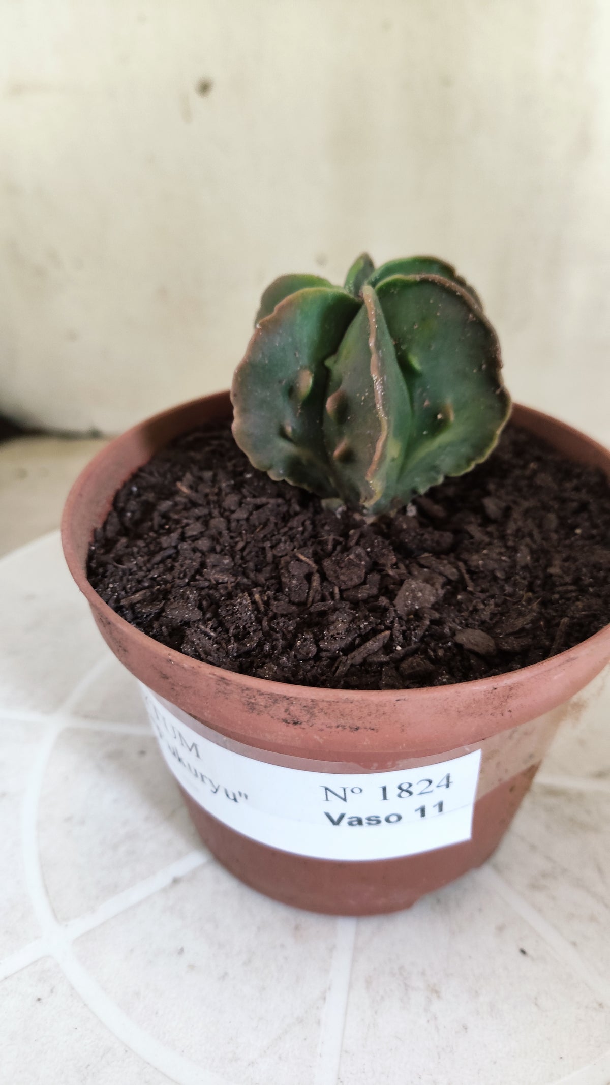 MATRIZ ASTROPHYTUM cv KIKKO "Fukuryu - Multcostatum" Nº 1824 – vaso 11