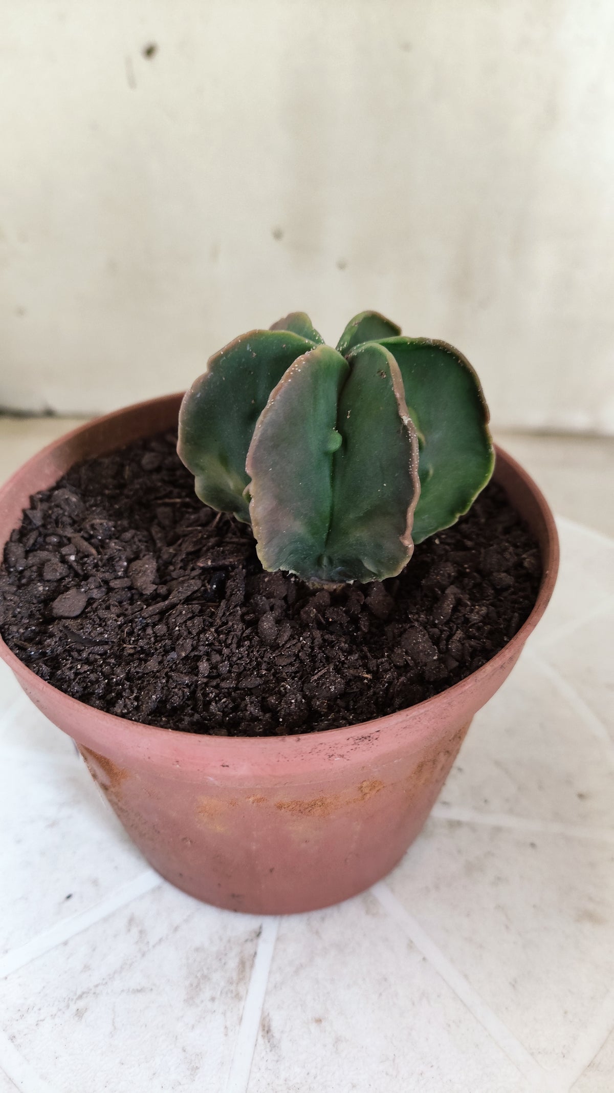 MATRIZ ASTROPHYTUM cv KIKKO "Fukuryu - Multcostatum" Nº 1824 – vaso 11