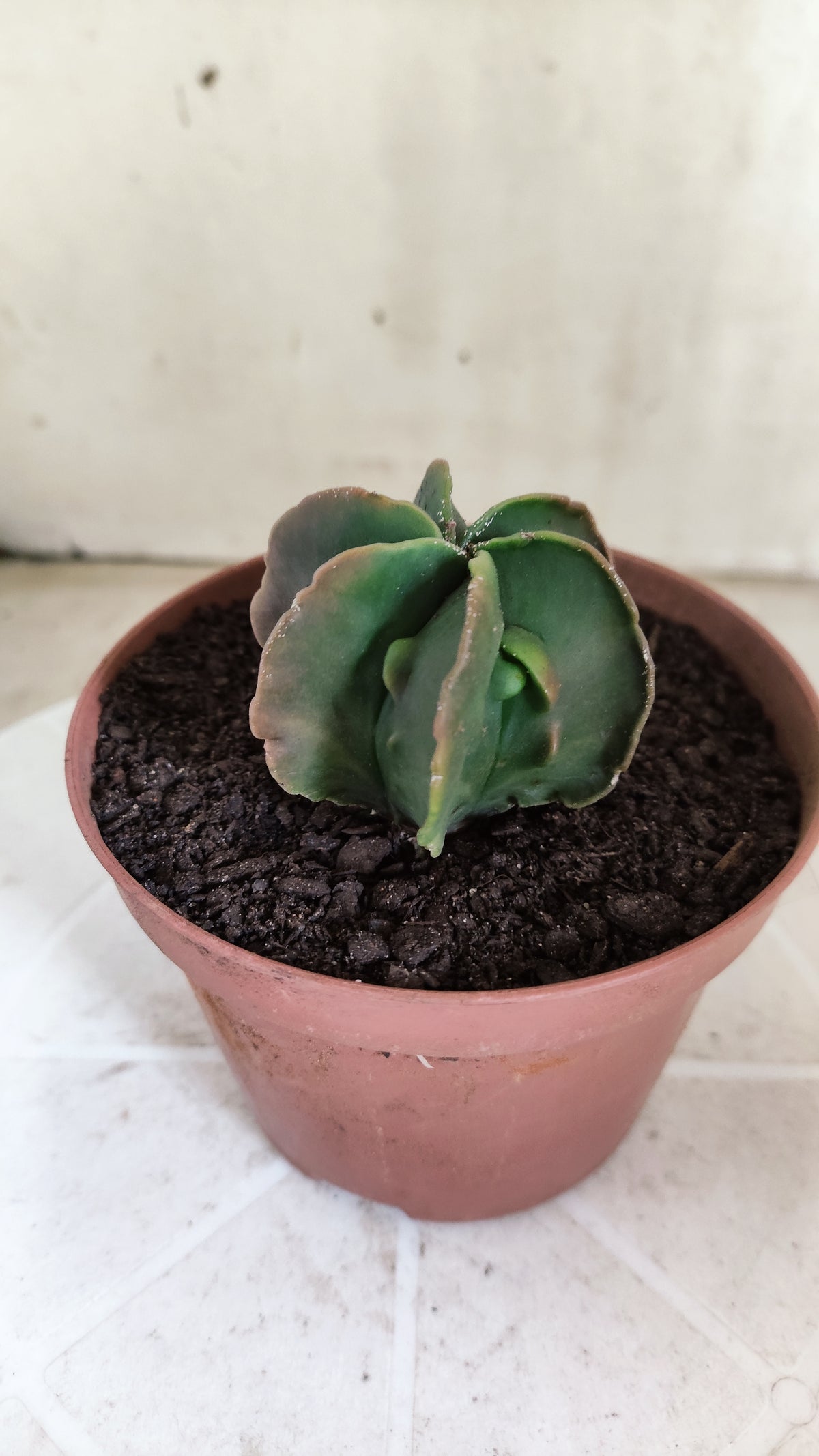 MATRIZ ASTROPHYTUM cv KIKKO "Fukuryu - Multcostatum" Nº 1824 – vaso 11