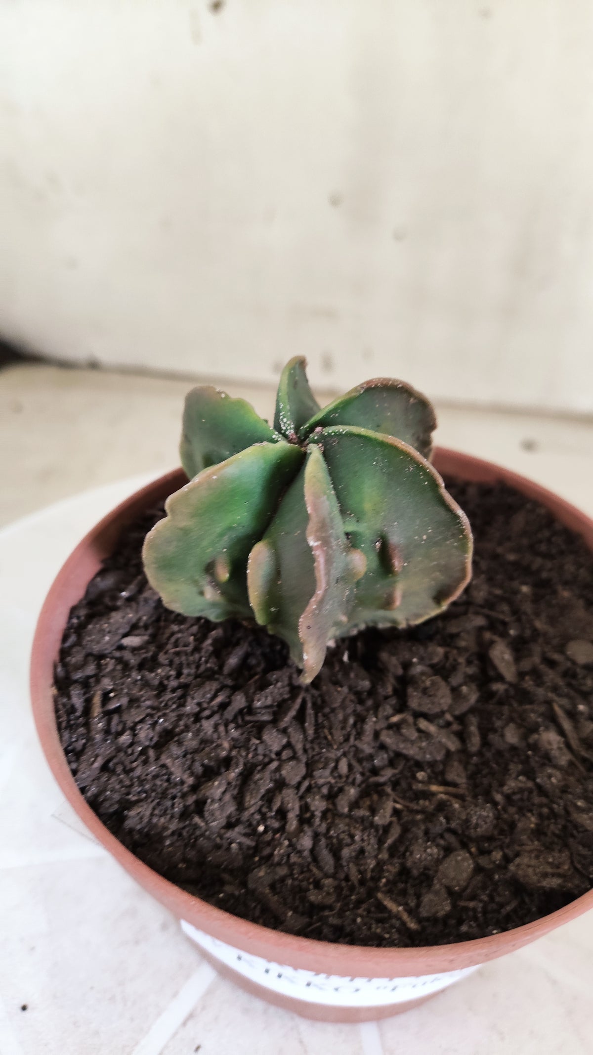 MATRIZ ASTROPHYTUM cv KIKKO "Fukuryu - Multcostatum" Nº 1824 – vaso 11