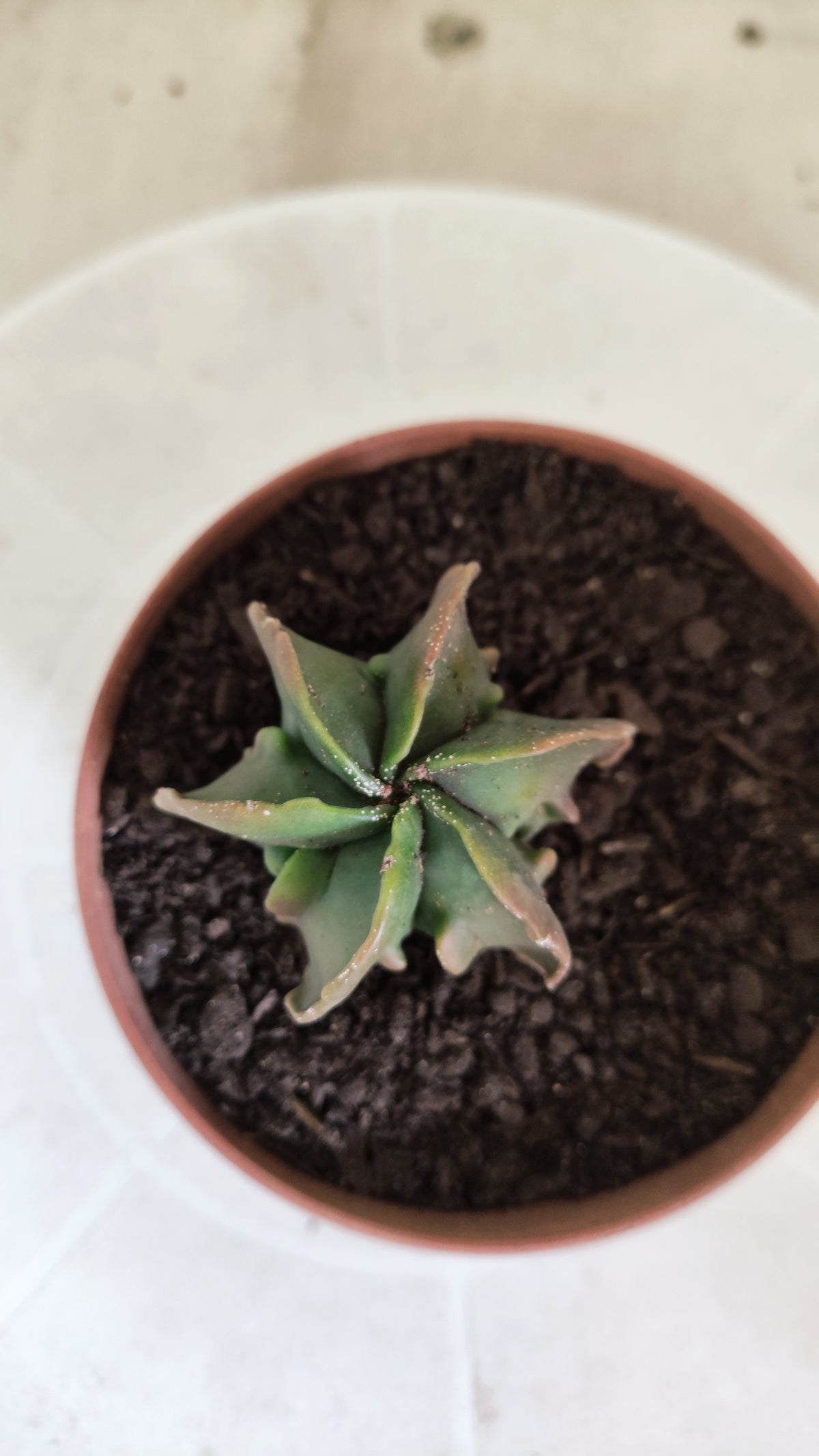 MATRIZ ASTROPHYTUM cv KIKKO "Fukuryu - Multcostatum" Nº 1824 – vaso 11
