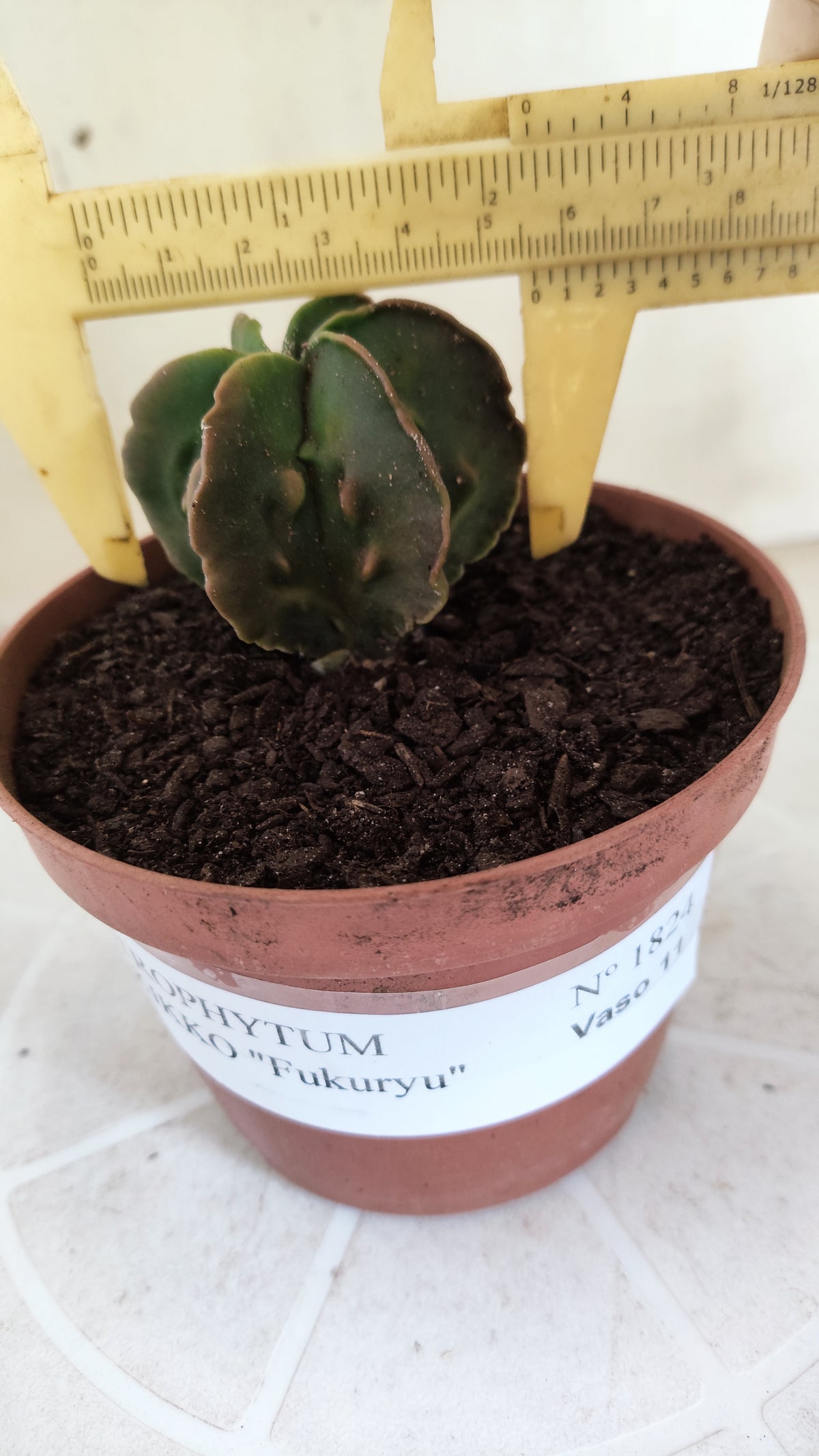 MATRIZ ASTROPHYTUM cv KIKKO "Fukuryu - Multcostatum" Nº 1824 – vaso 11